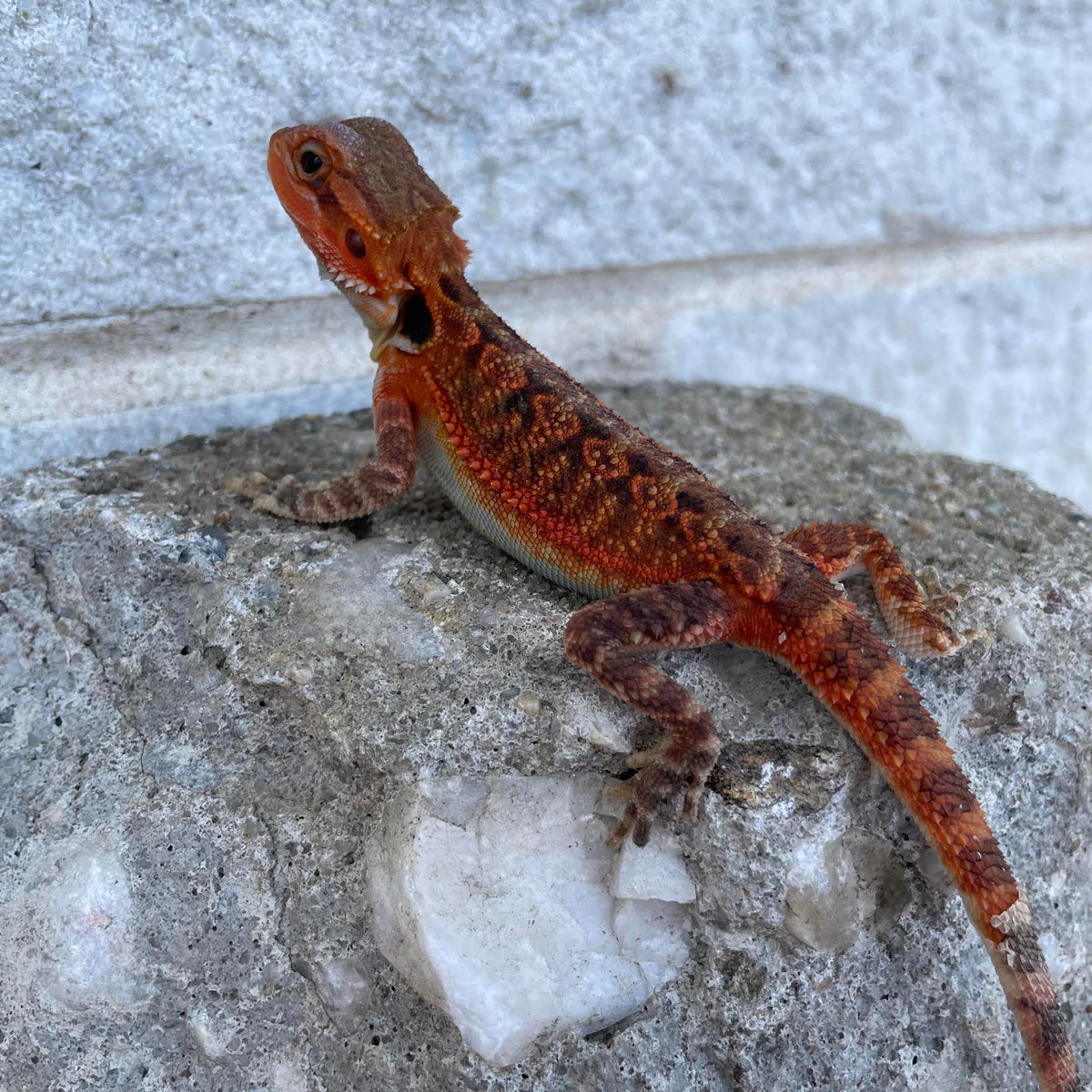 Translucent Red Monster Male - Reptile Deli Inc.