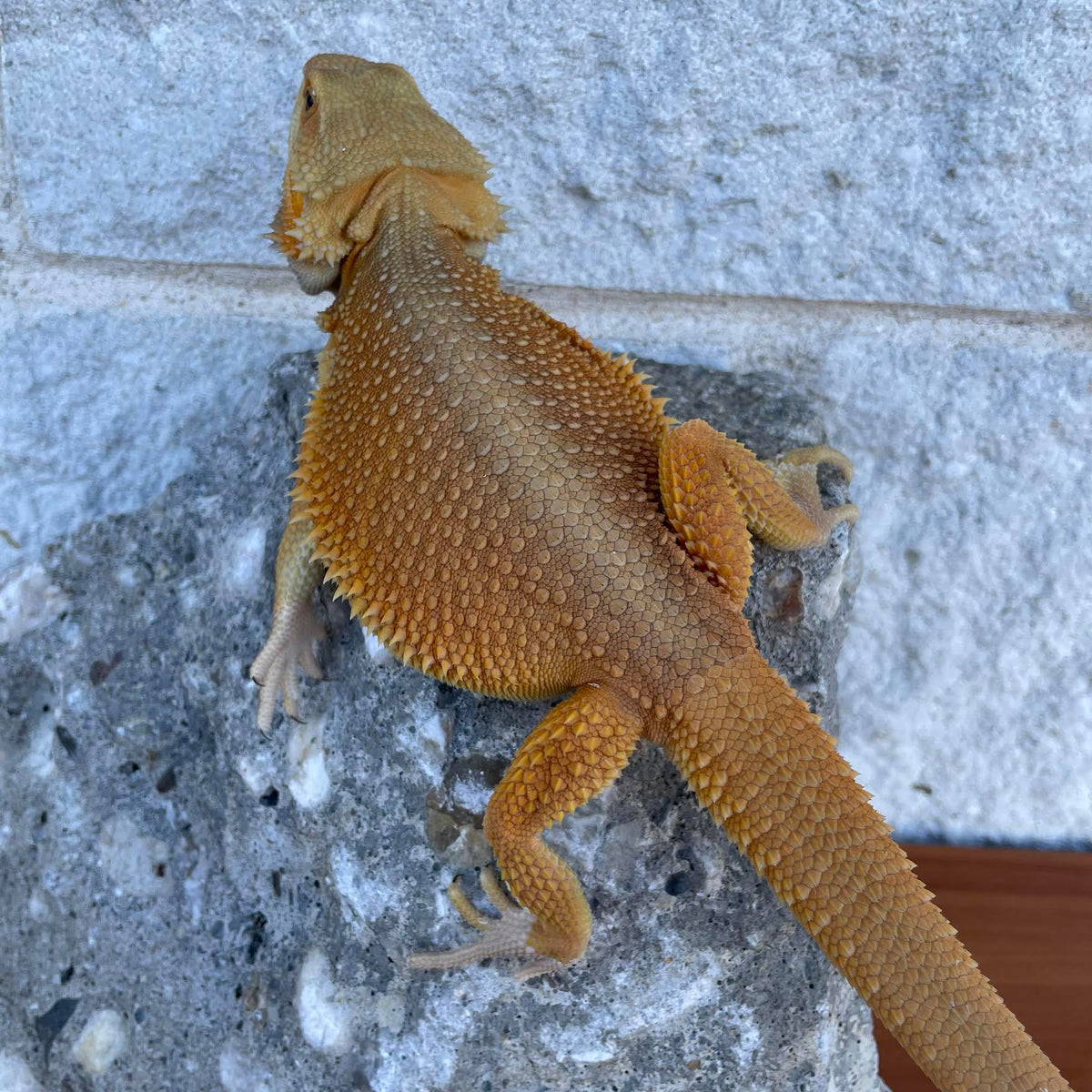 Orange High Color Translucent Witblits Female - Reptile Deli Inc.