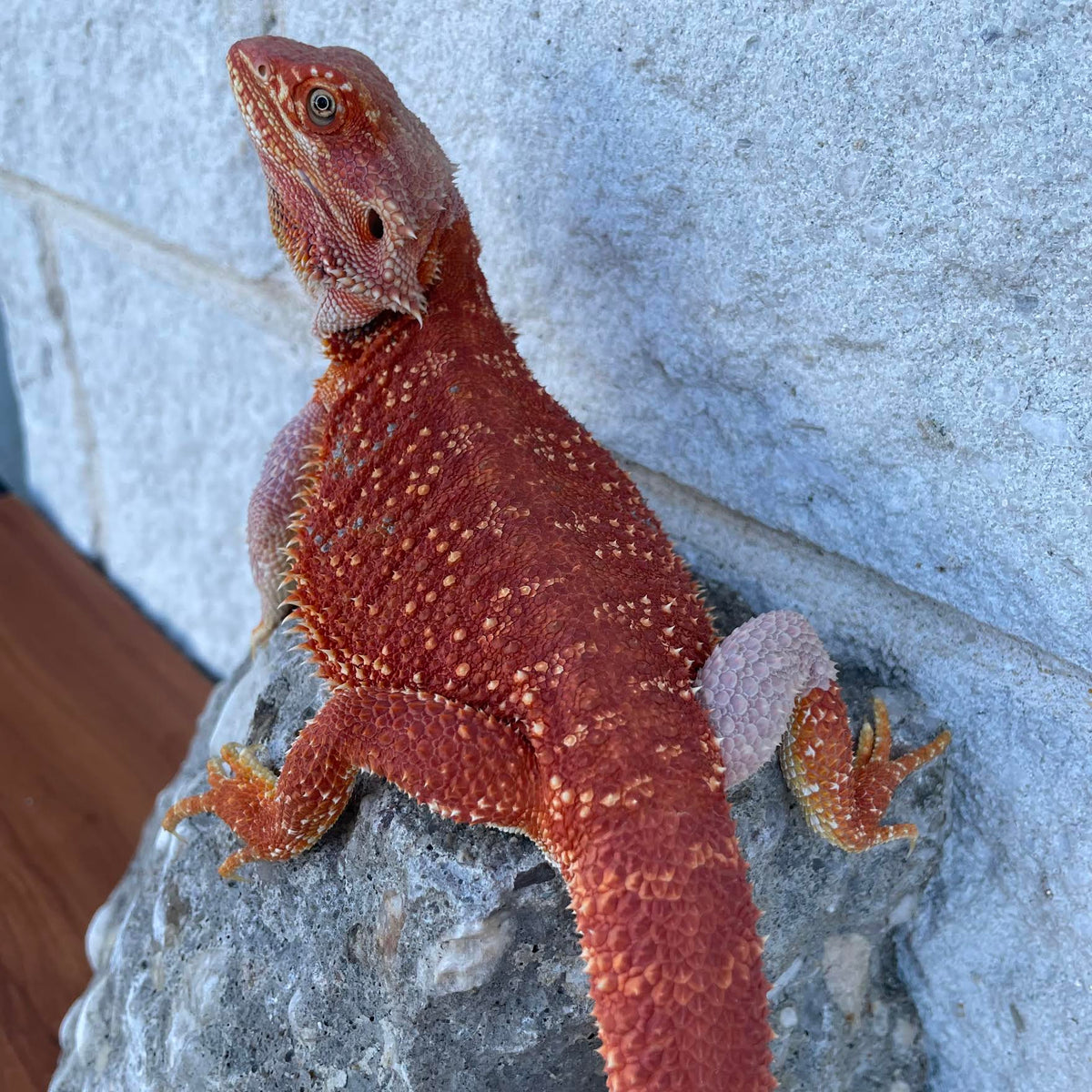 Red Hypo Sub Adult Female - Reptile Deli Inc.