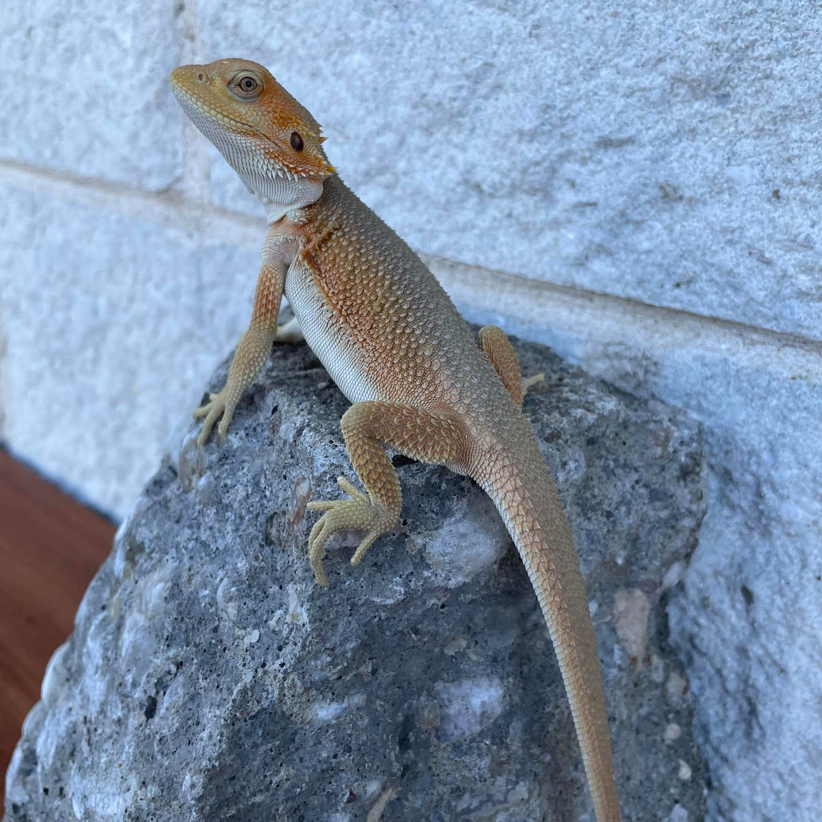 High Color Hypo Witblit Female - Reptile Deli Inc.