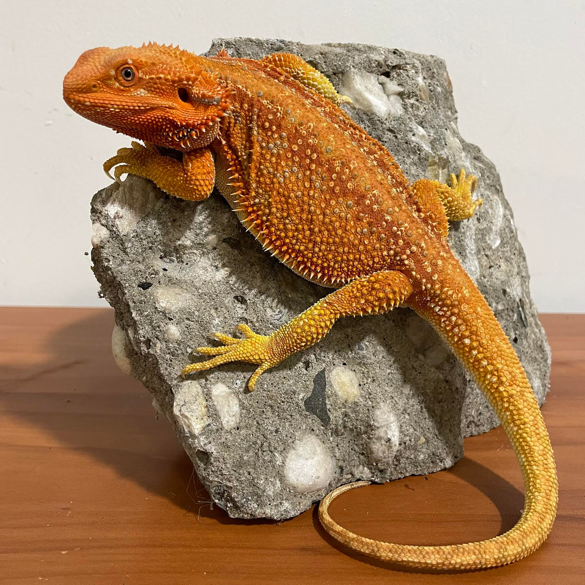 Red &amp; Orange Hypo Dunner Color Stripe Sub Adult Female 66% Het Translucent - Reptile Deli Inc.