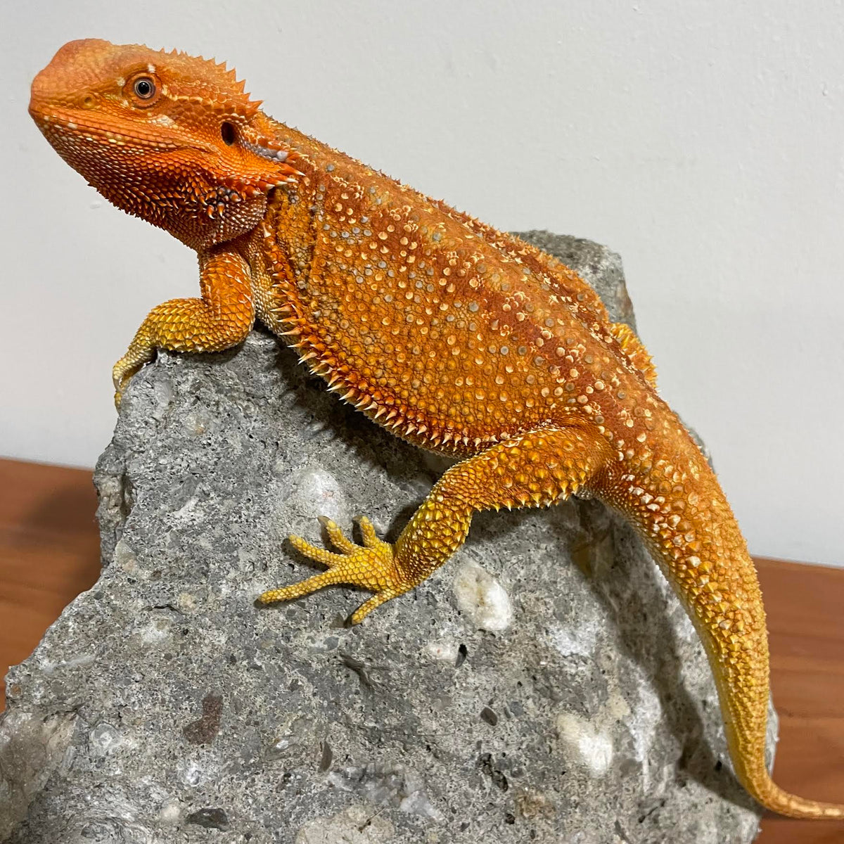 Red &amp; Orange Hypo Dunner Color Stripe Sub Adult Female 66% Het Translucent - Reptile Deli Inc.