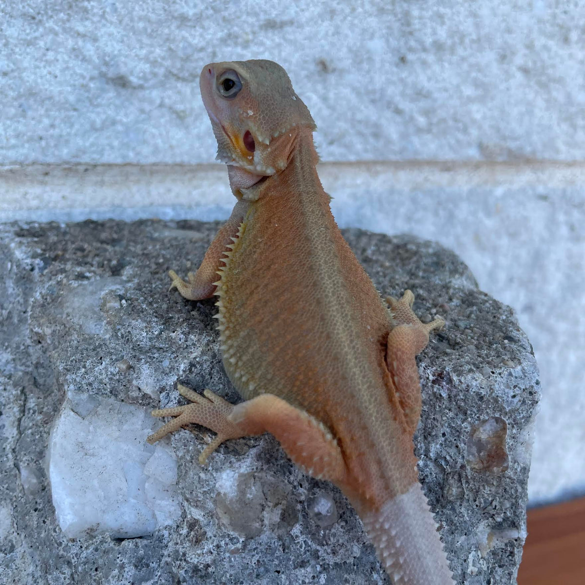 High Color Hypo Translucent Witblits Female - Reptile Deli Inc.