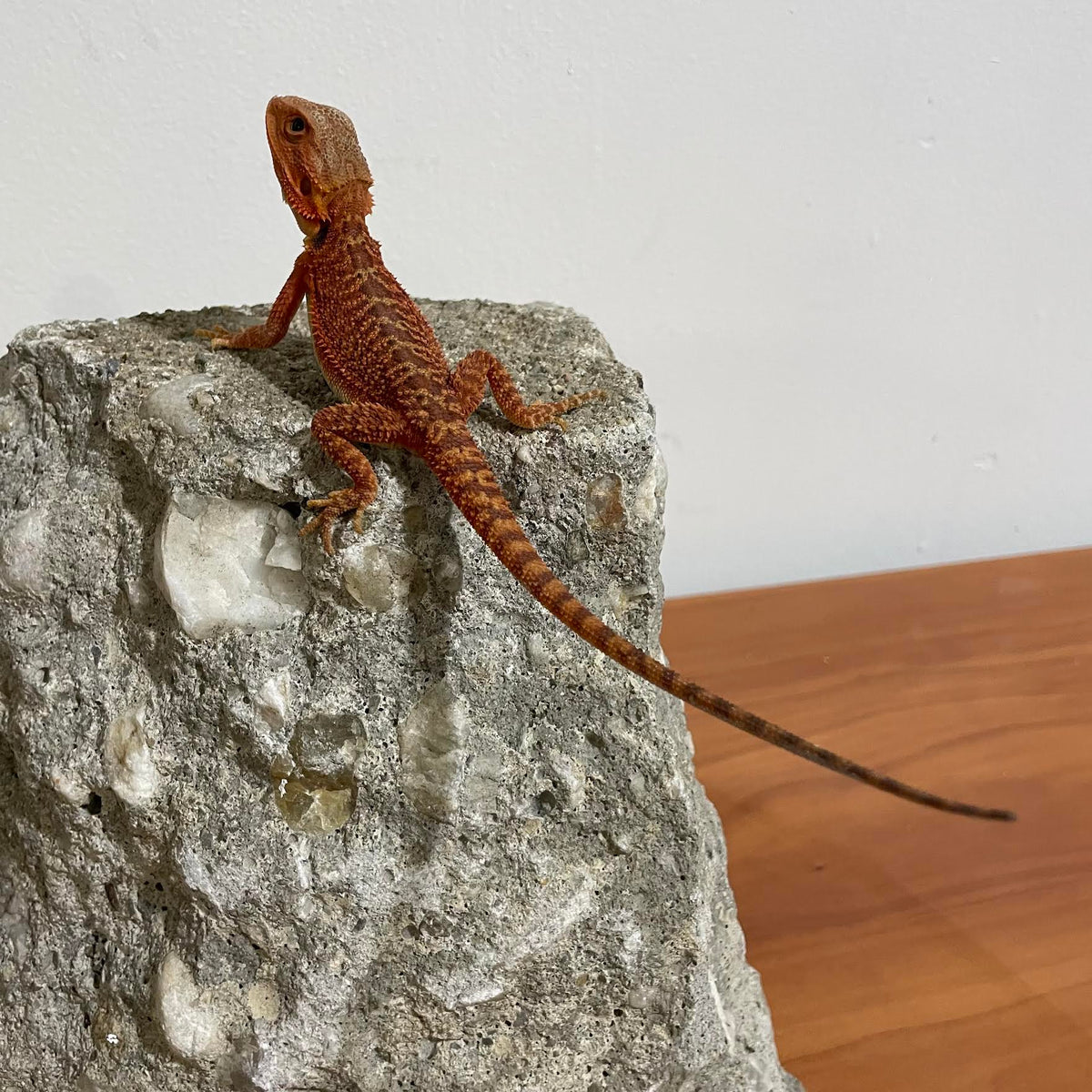 Red Translucent 50% Red Monster 100% Het Hypo Male - Reptile Deli Inc.