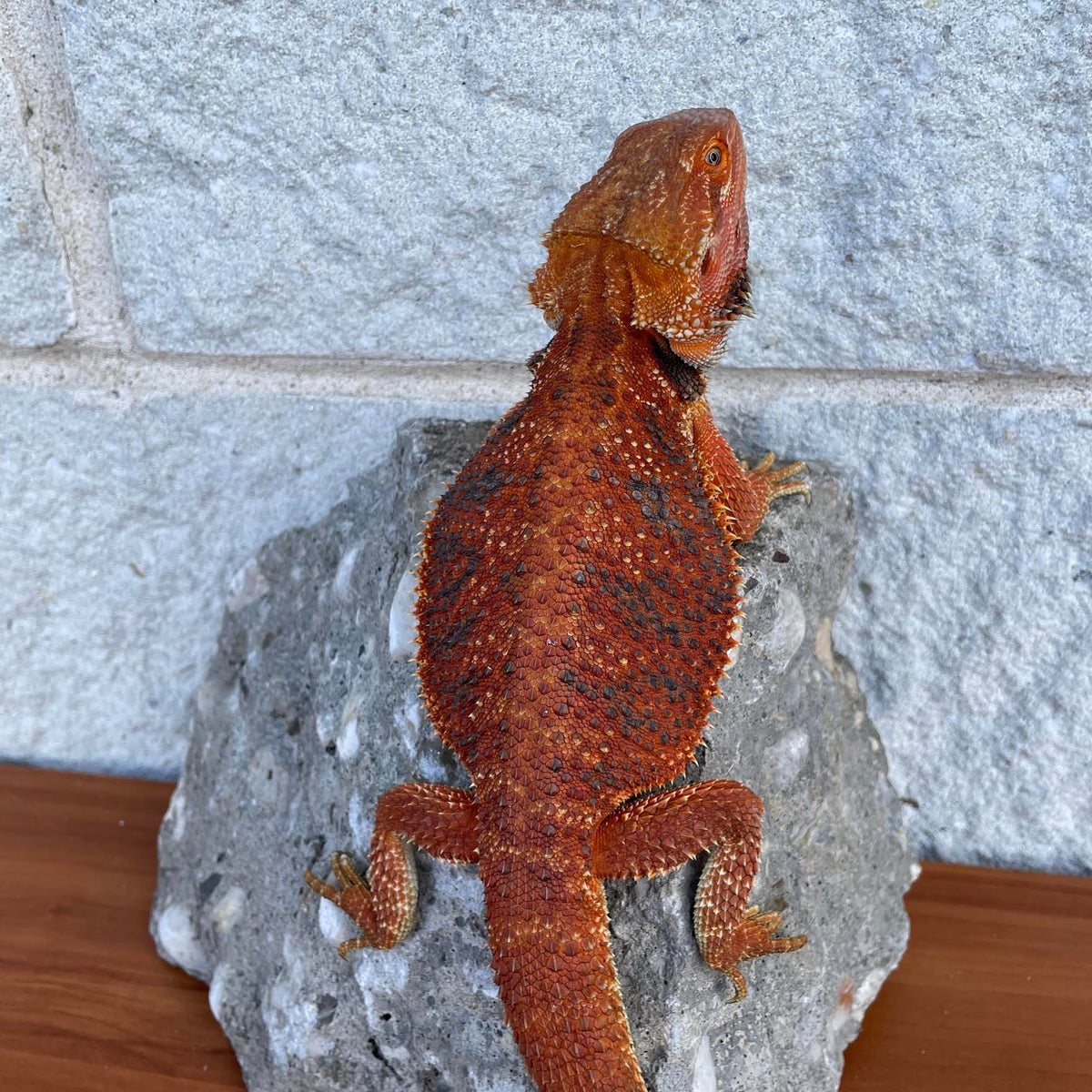 Red Blue Bar Male - Reptile Deli Inc.