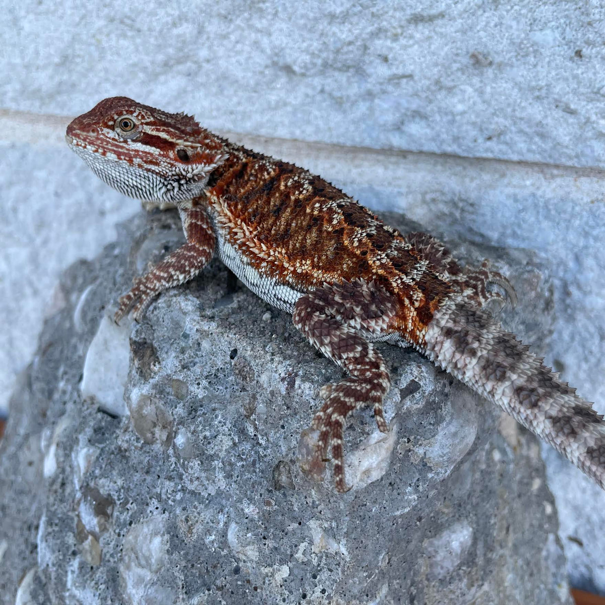 50% Red Monster Het Hypo Poss Het Wits &amp; Translucent Female - Reptile Deli Inc.