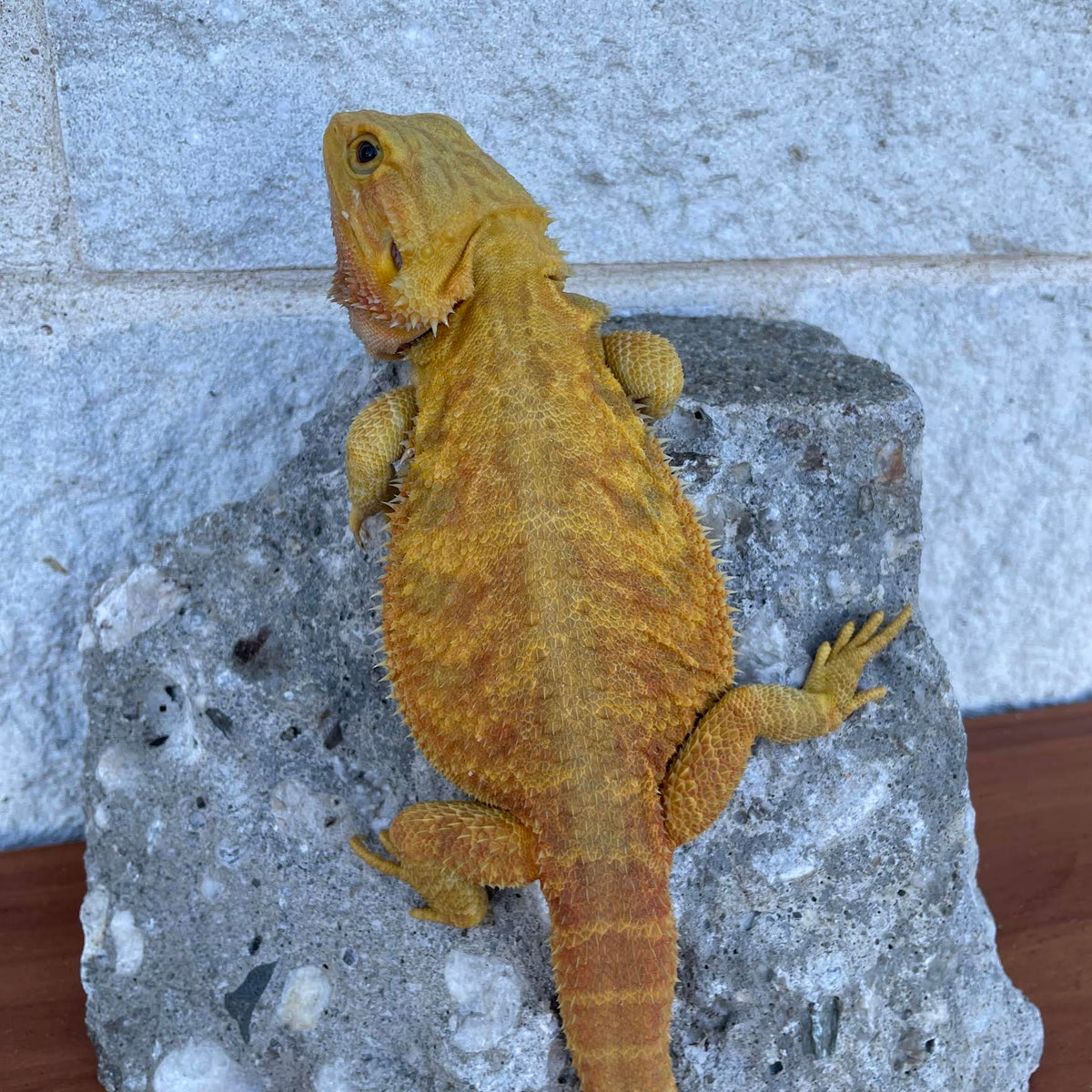 Yellow Hypo Translucent Female - Reptile Deli Inc.