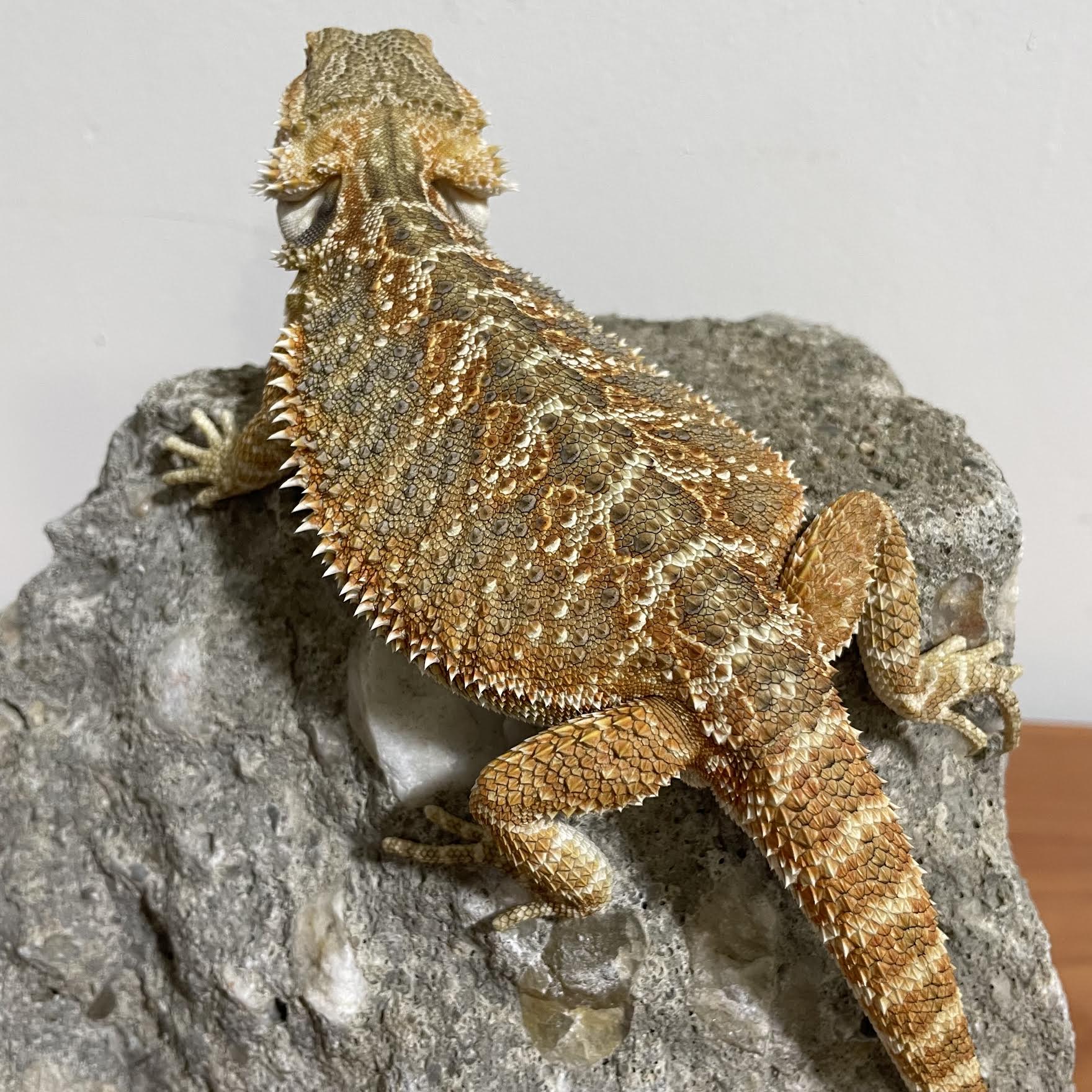 Blue Bar 66% Het Hypo Translucent Sub Adult Male - Reptile Deli Inc.