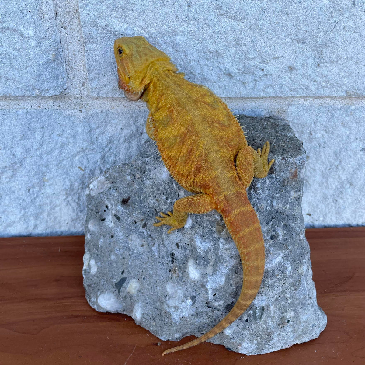 Yellow Hypo Translucent Female - Reptile Deli Inc.