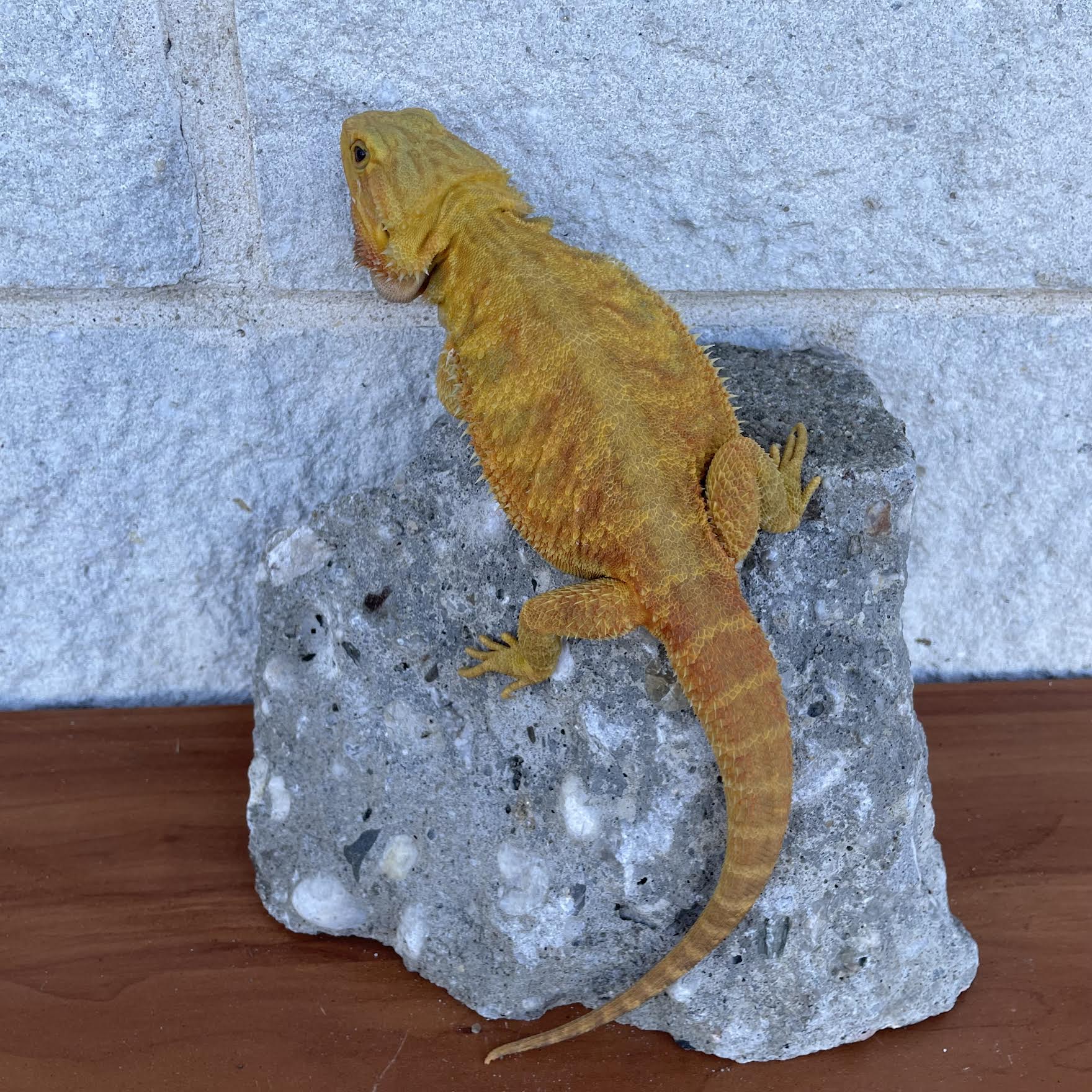 Yellow Hypo Translucent Female - Reptile Deli Inc.