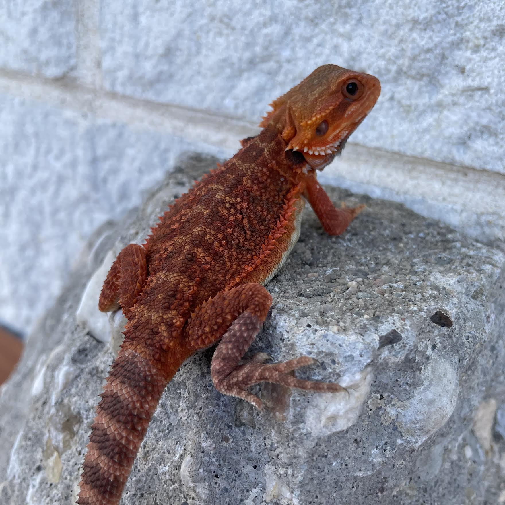 Translucent 50% Red Monster 100% Het Hypo Female - Reptile Deli Inc.