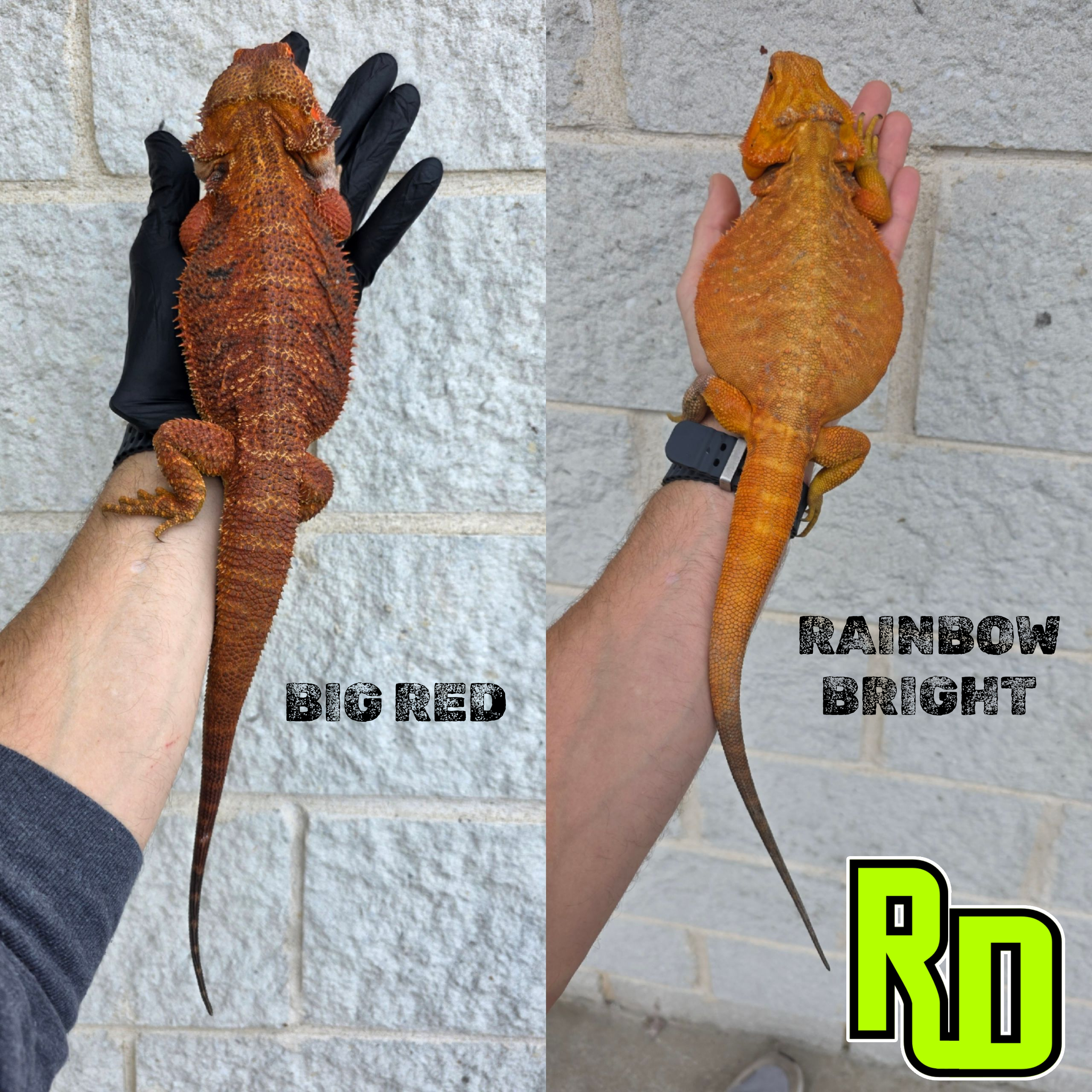 2025 RD Red Leather Tiger Male - Reptile Deli Inc.