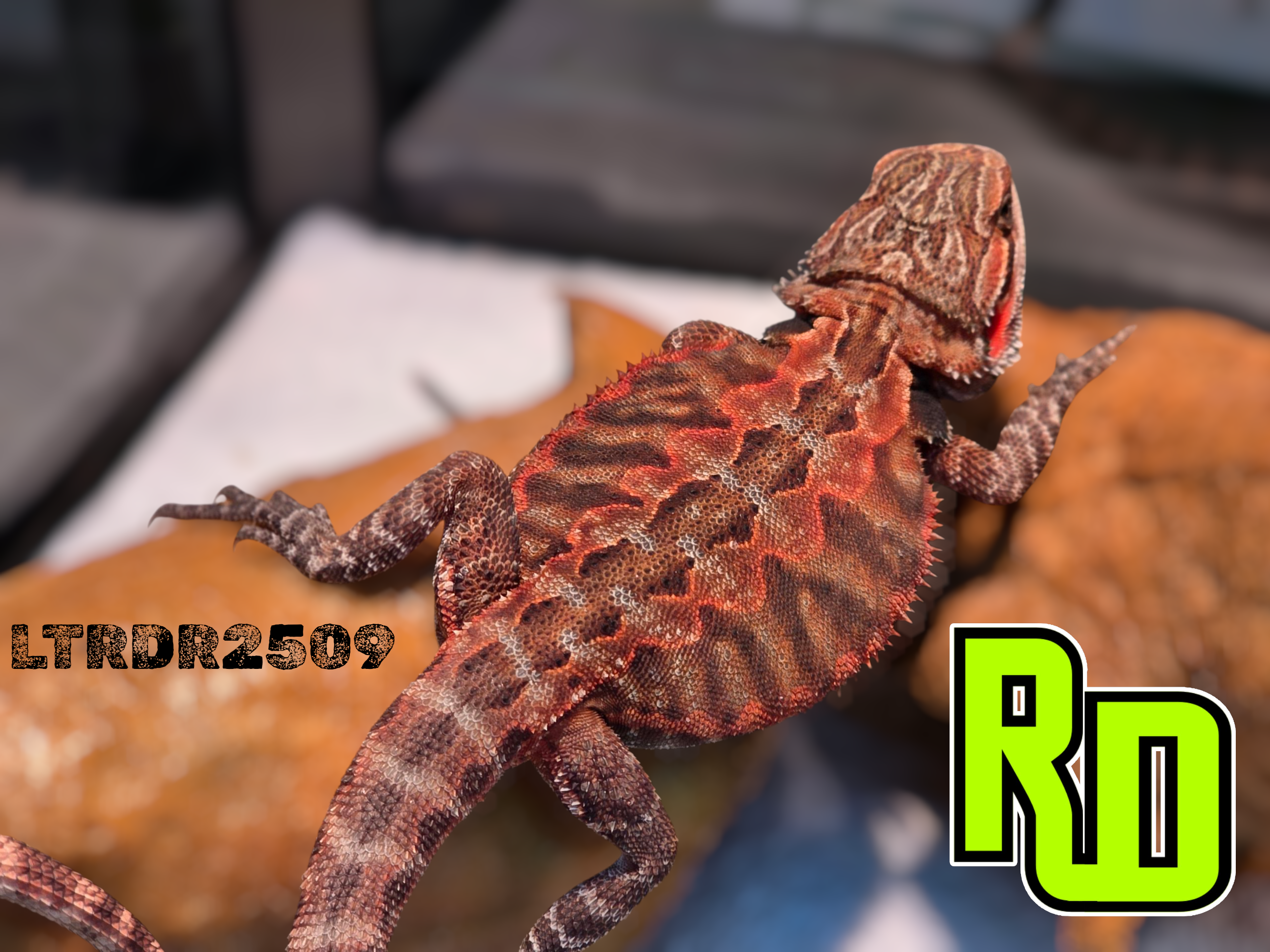 2025 RD Red Leather Tiger Male - Reptile Deli Inc.