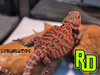 2025 RD Red Leather Tiger Male - Reptile Deli Inc.
