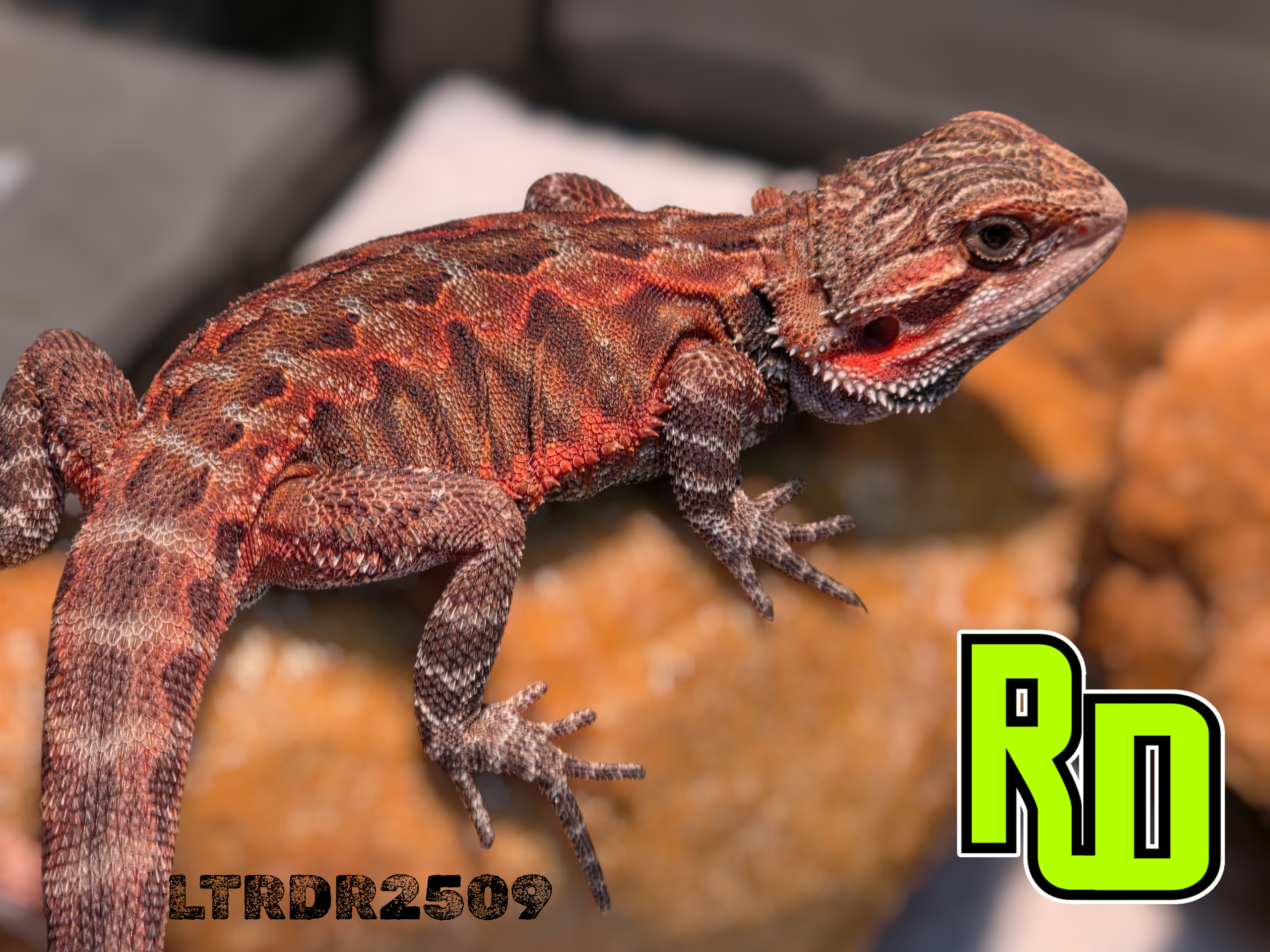 2025 RD Red Leather Tiger Male - Reptile Deli Inc.