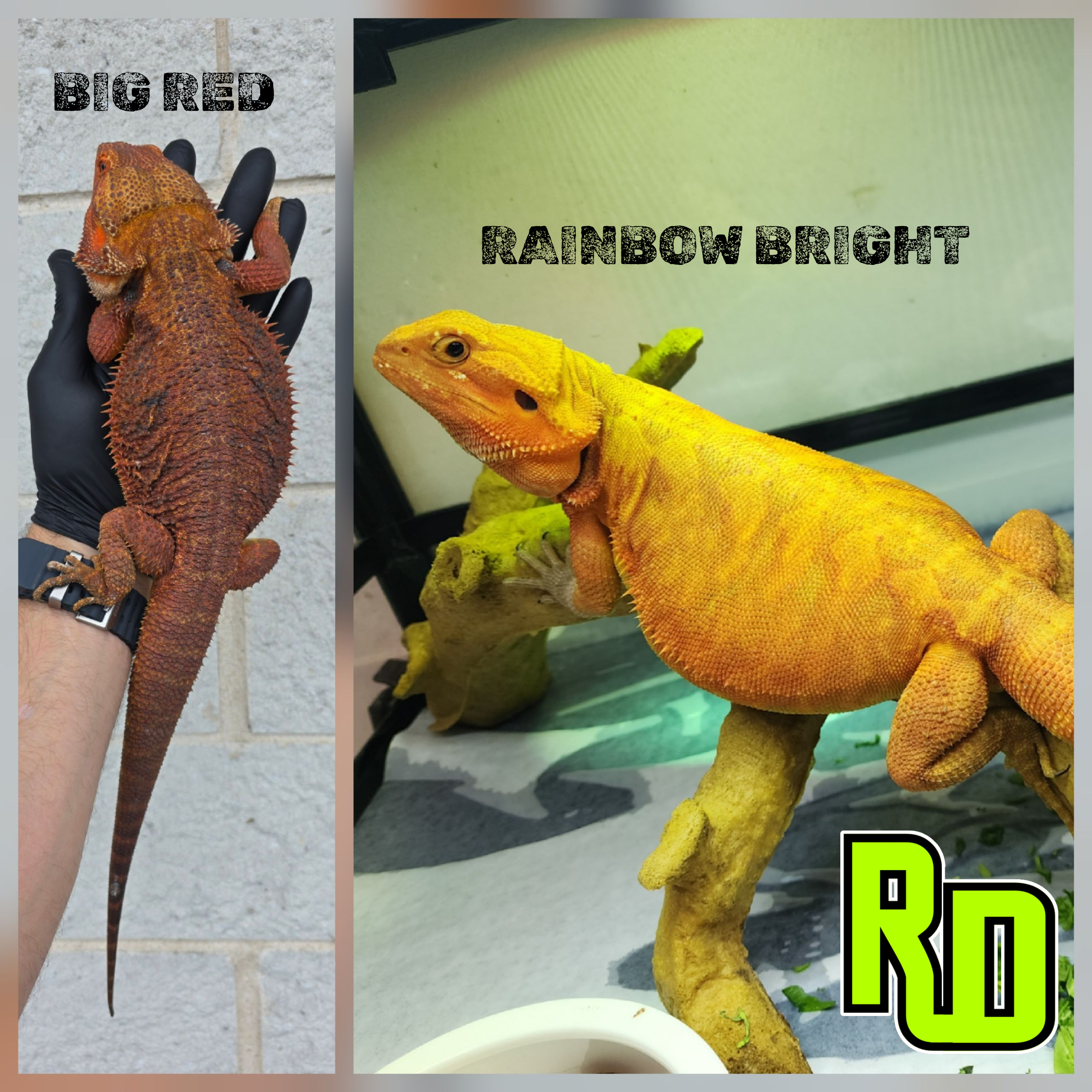 2025 RD Red Leather Tiger Male - Reptile Deli Inc.