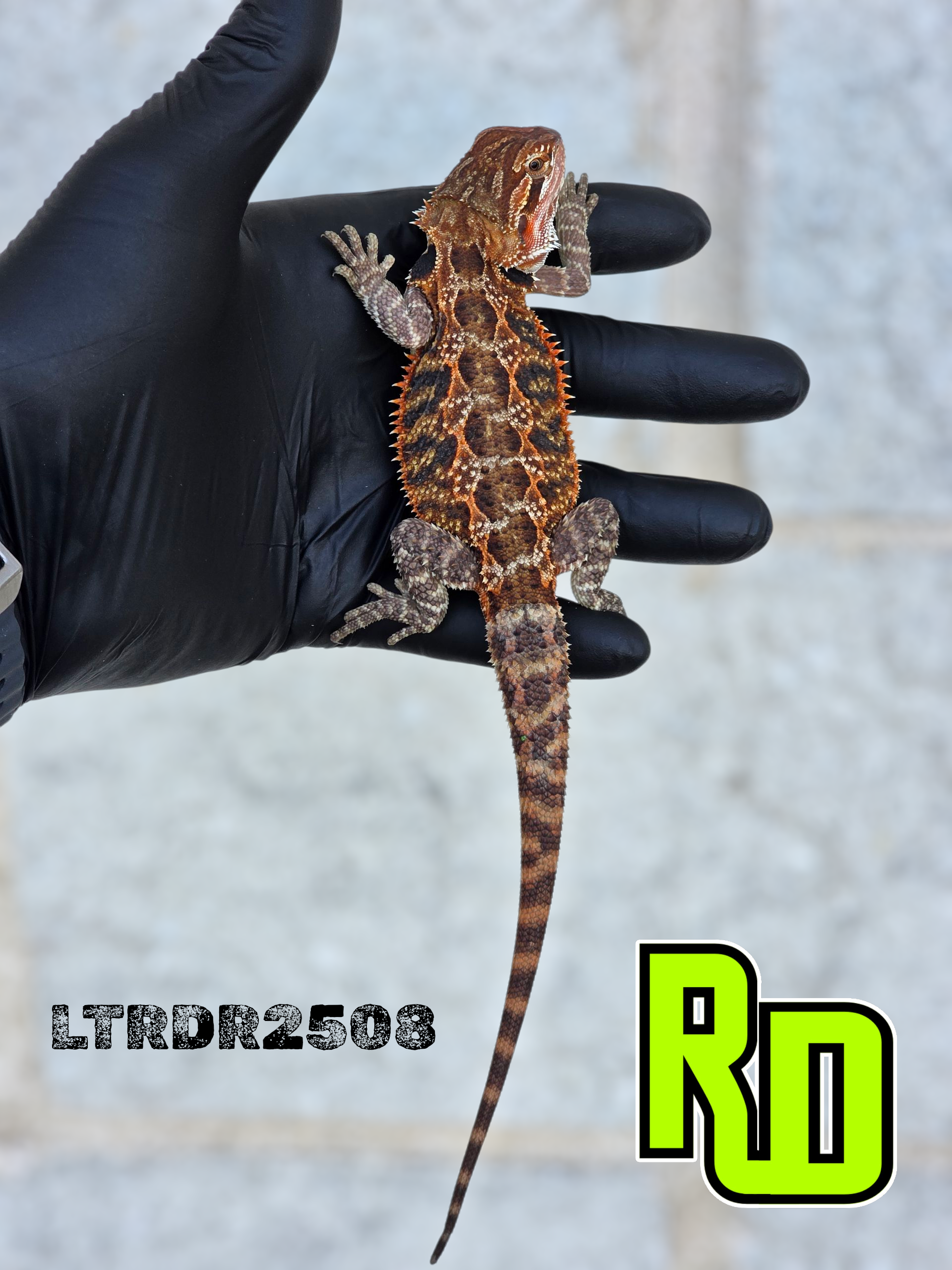 2025 RD Red Tiger Male - Reptile Deli Inc.
