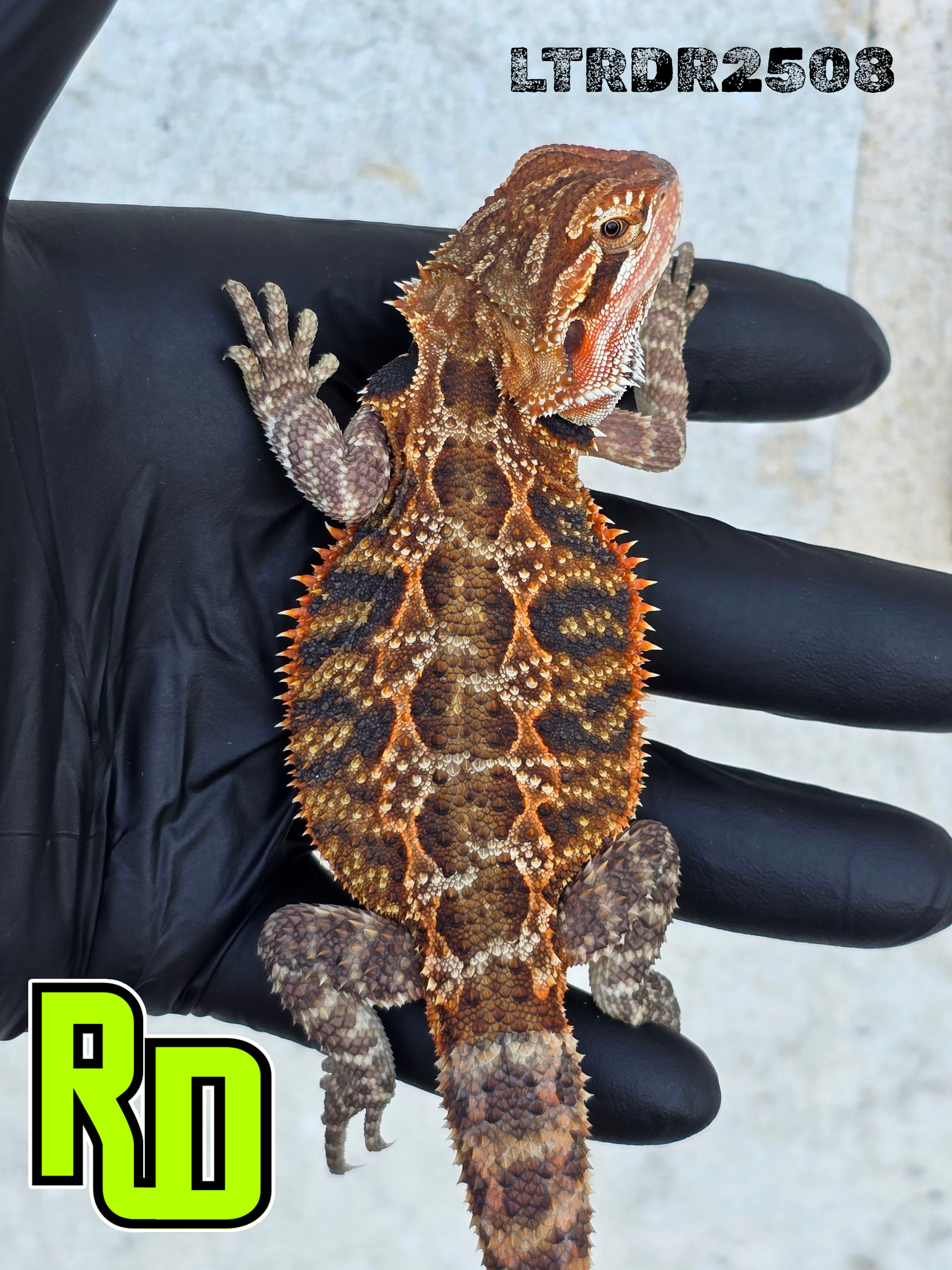 2025 RD Red Tiger Male - Reptile Deli Inc.