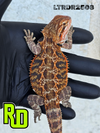 2025 RD Red Tiger Male - Reptile Deli Inc.