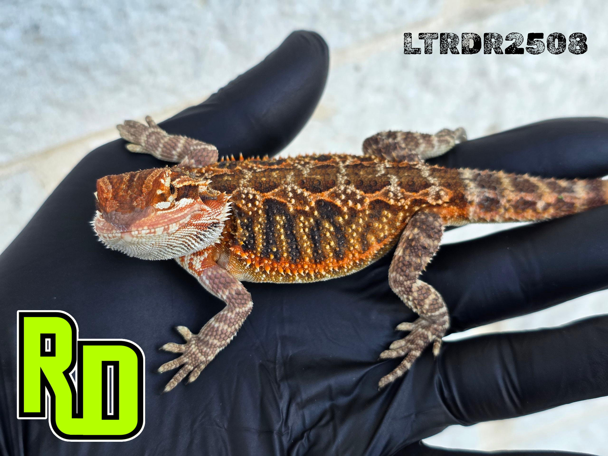2025 RD Red Tiger Male - Reptile Deli Inc.