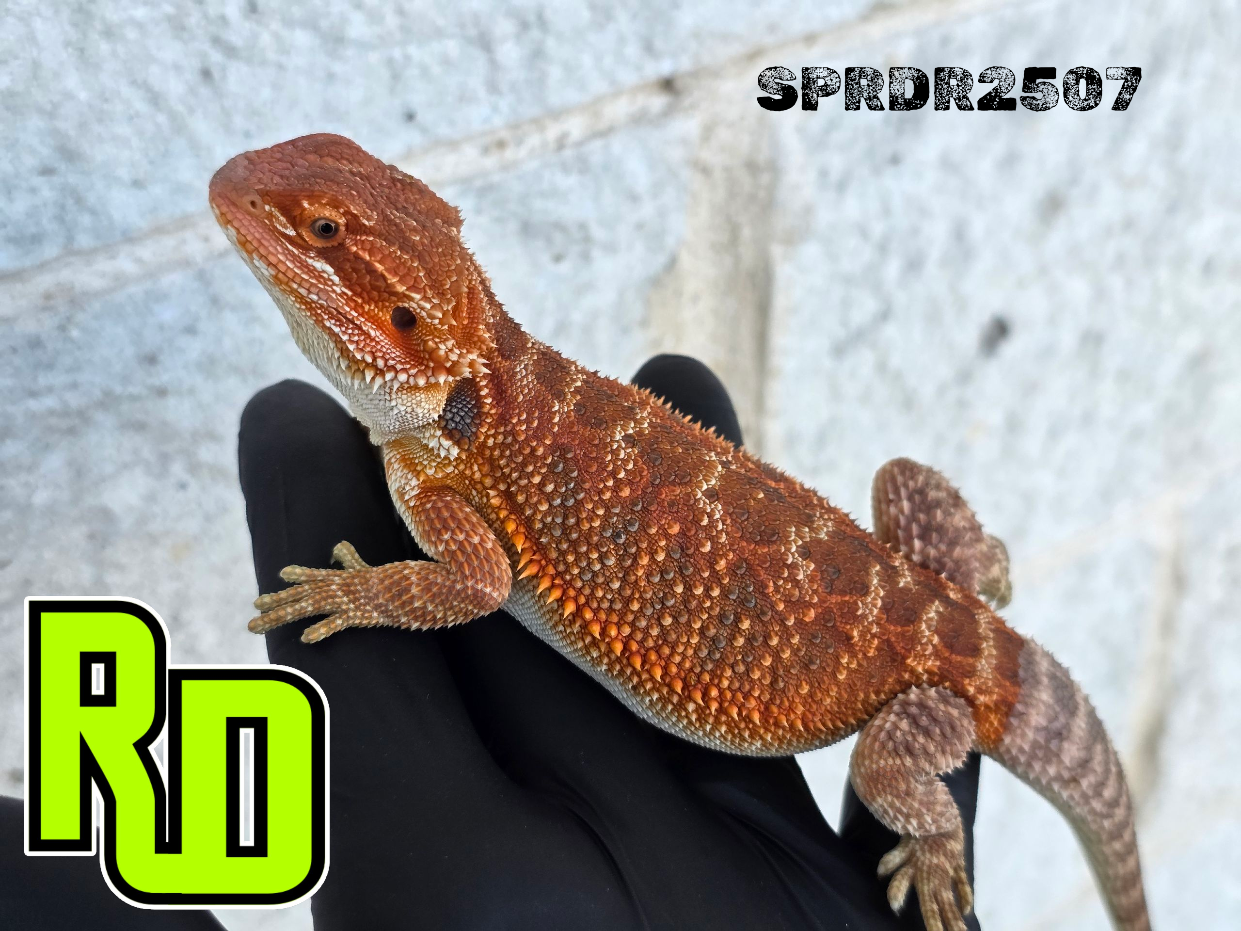 2025 Spain Red X RD Red Male - Reptile Deli Inc.