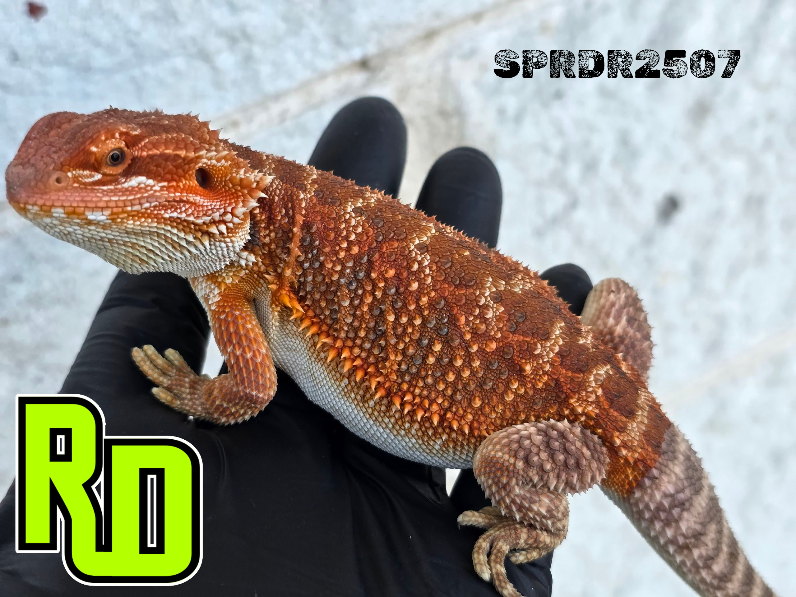 2025 Spain Red X RD Red Male - Reptile Deli Inc.
