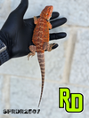 2025 Spain Red X RD Red Male - Reptile Deli Inc.