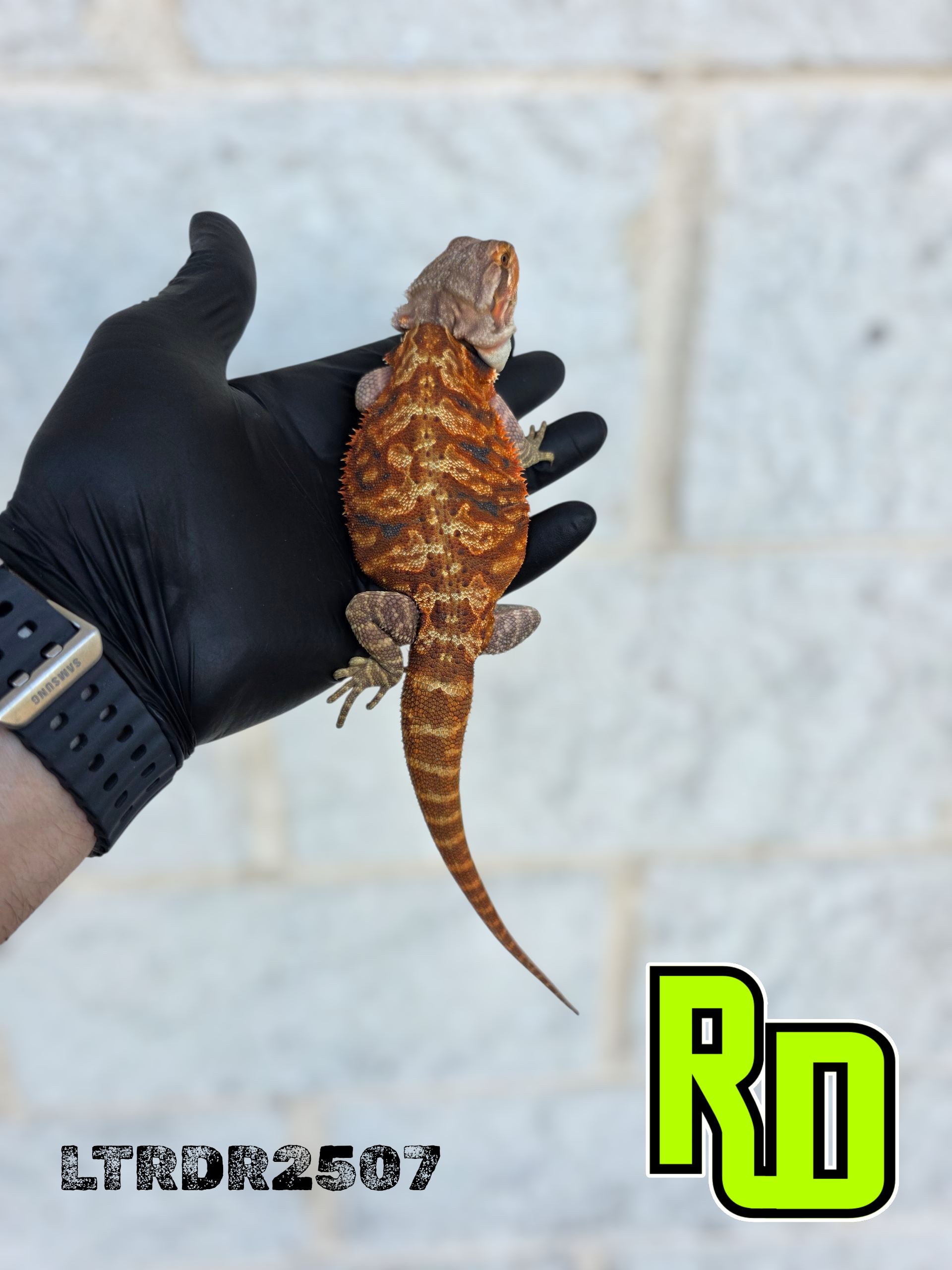 2025 RD Red Leather Tiger Male - Reptile Deli Inc.