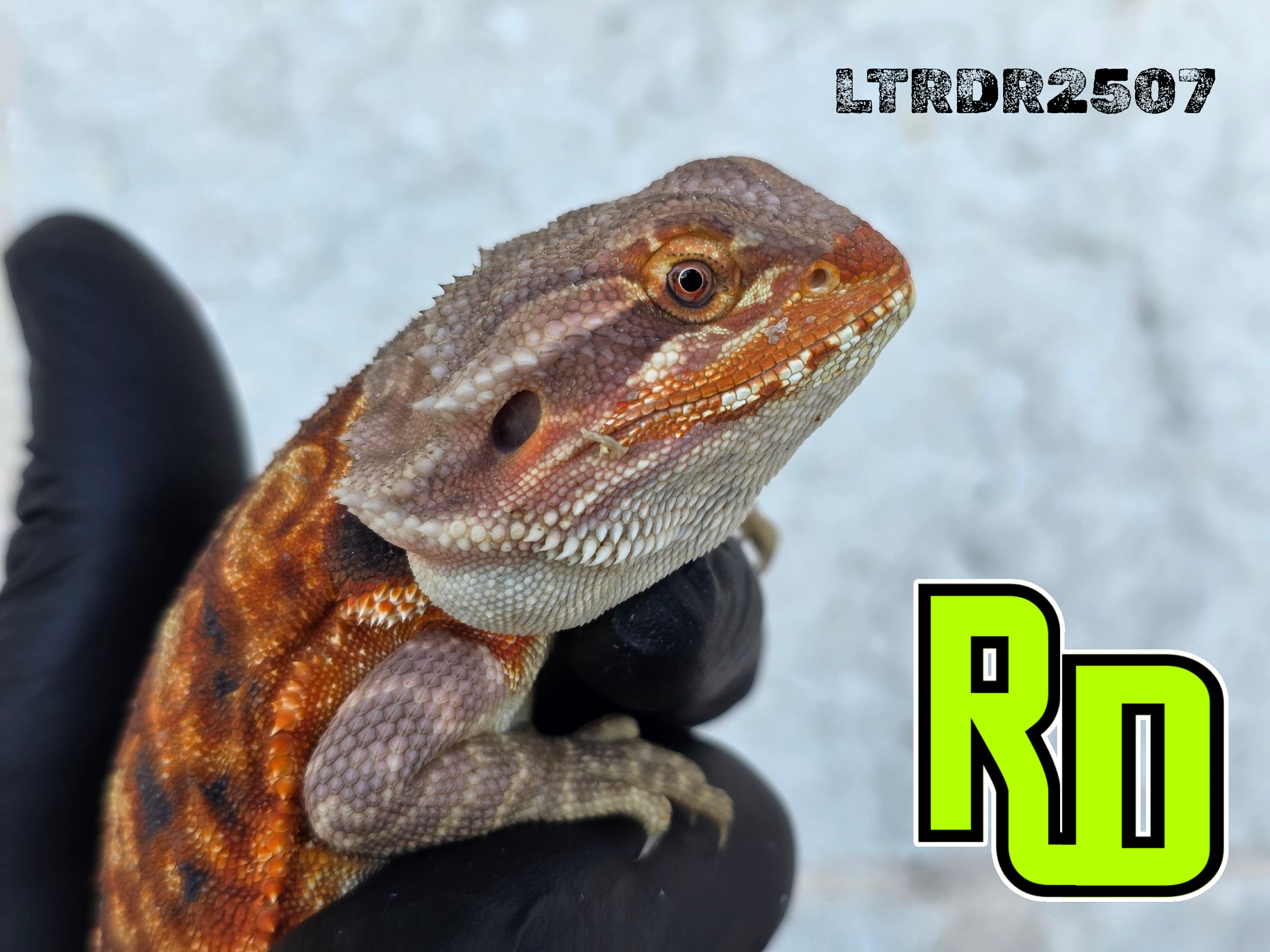 2025 RD Red Leather Tiger Male - Reptile Deli Inc.