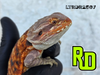2025 RD Red Leather Tiger Male - Reptile Deli Inc.