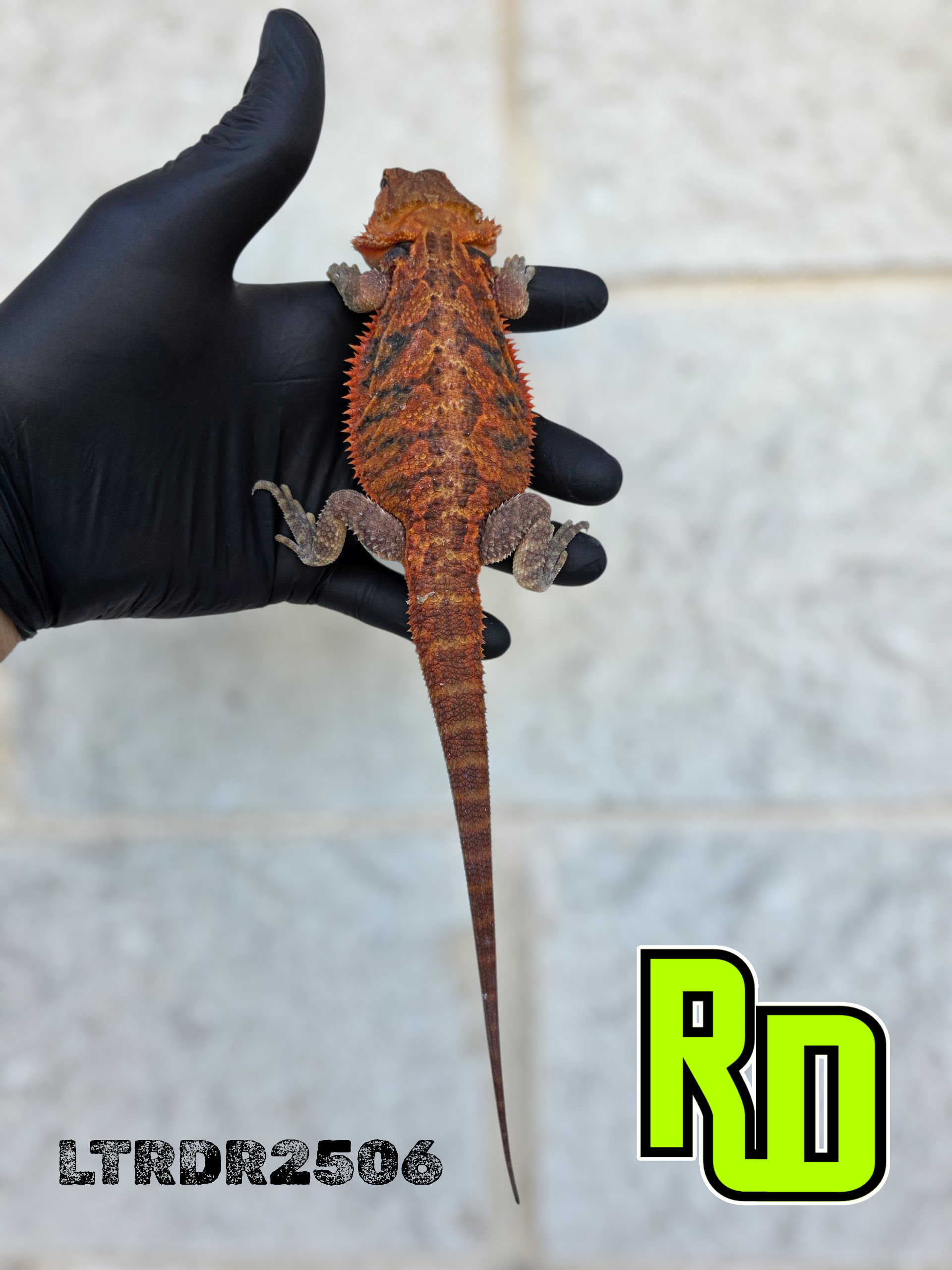 2025 RD Red Translucent Tiger Male - Reptile Deli Inc.