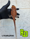 2025 RD Red Translucent Tiger Male - Reptile Deli Inc.