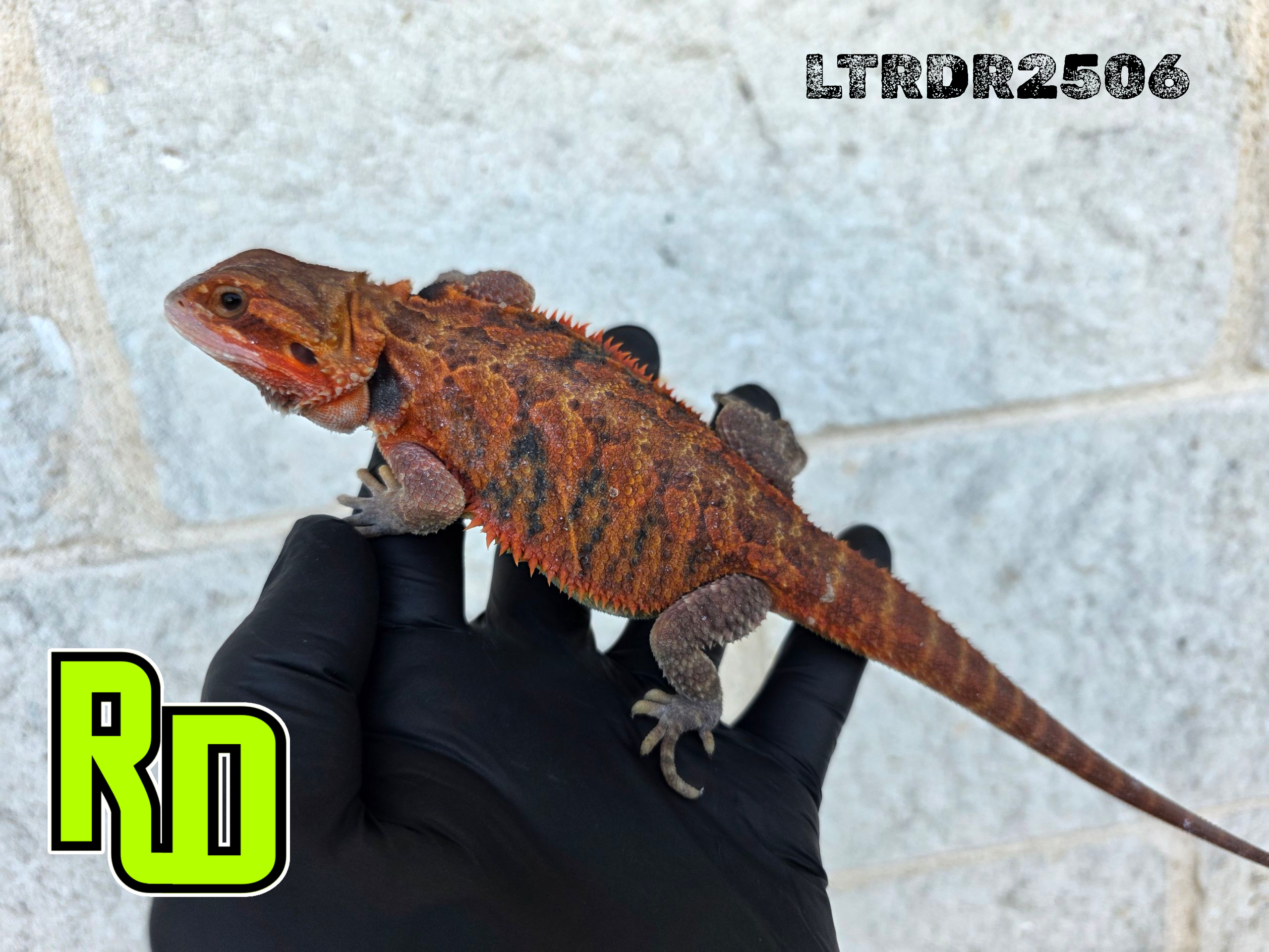 2025 RD Red Translucent Tiger Male - Reptile Deli Inc.