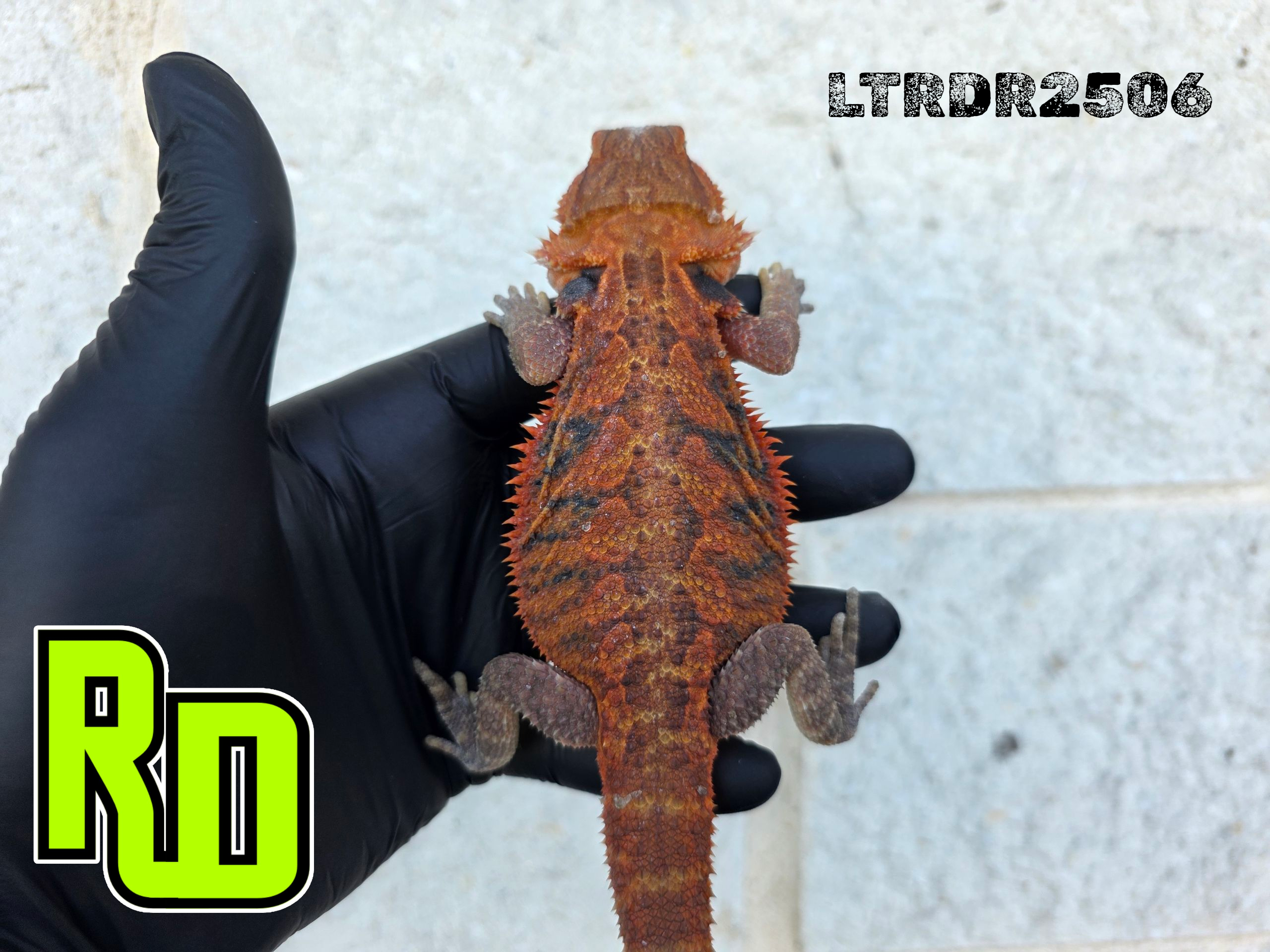 2025 RD Red Translucent Tiger Male - Reptile Deli Inc.