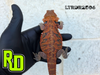 2025 RD Red Translucent Tiger Male - Reptile Deli Inc.