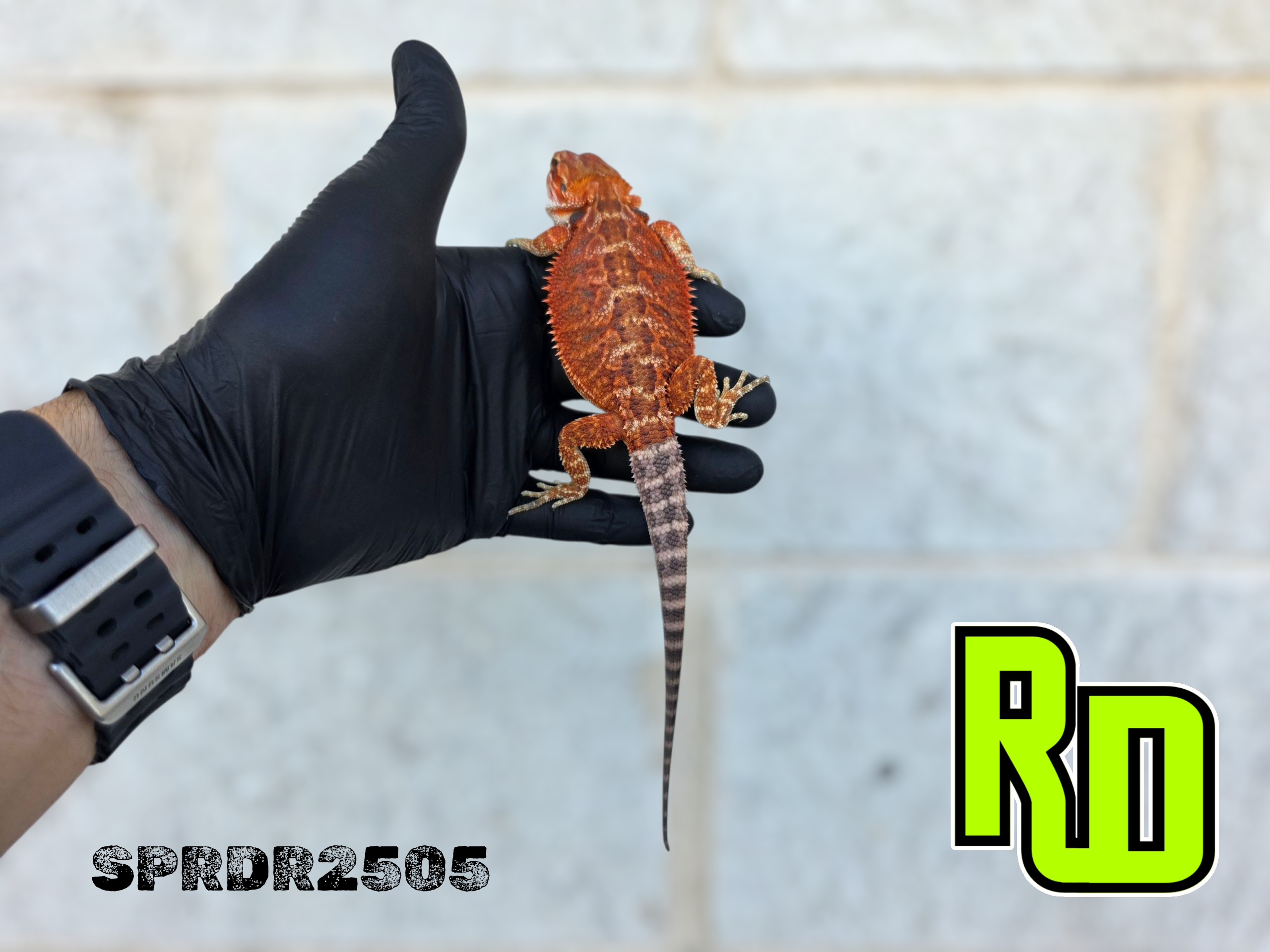 2025 Spain Red X RD Red Female - Reptile Deli Inc.