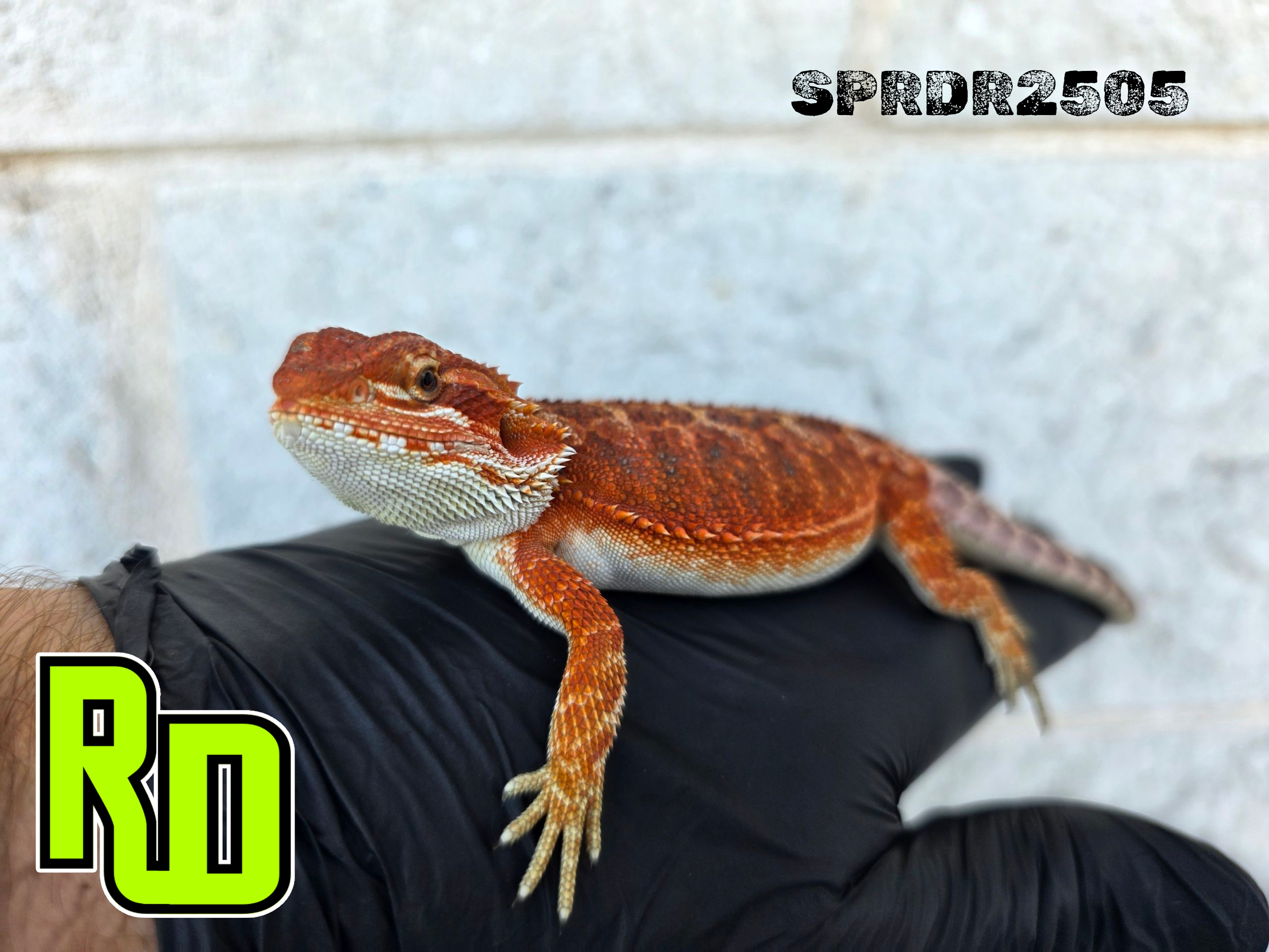 2025 Spain Red X RD Red Female - Reptile Deli Inc.
