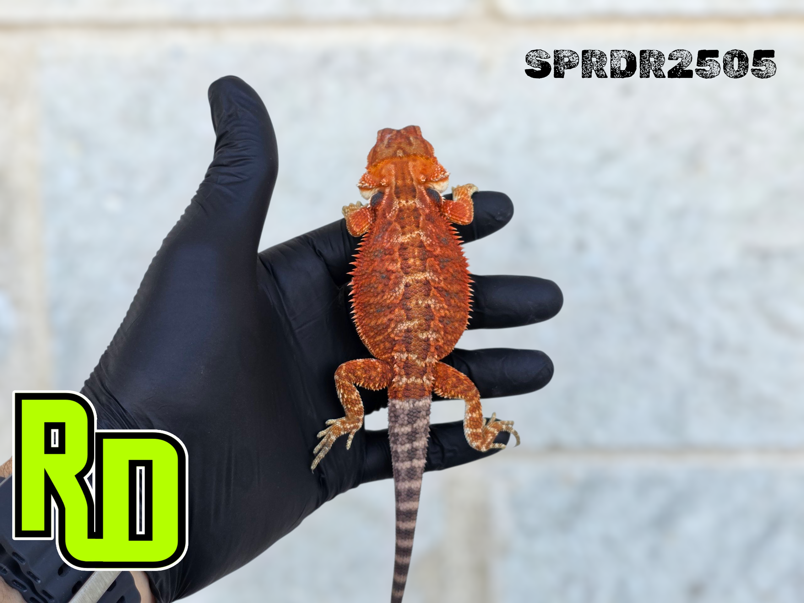 2025 Spain Red X RD Red Female - Reptile Deli Inc.