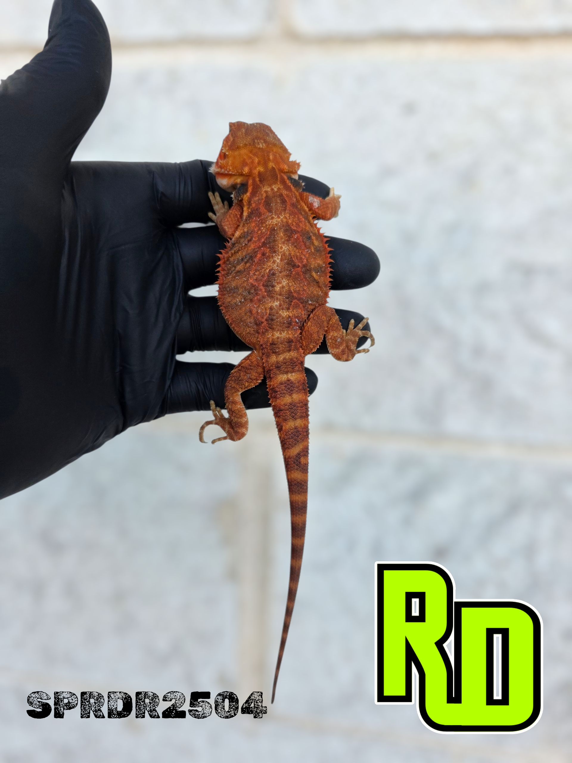 2025 Spain Red X RD Translucent Red Female - Reptile Deli Inc.