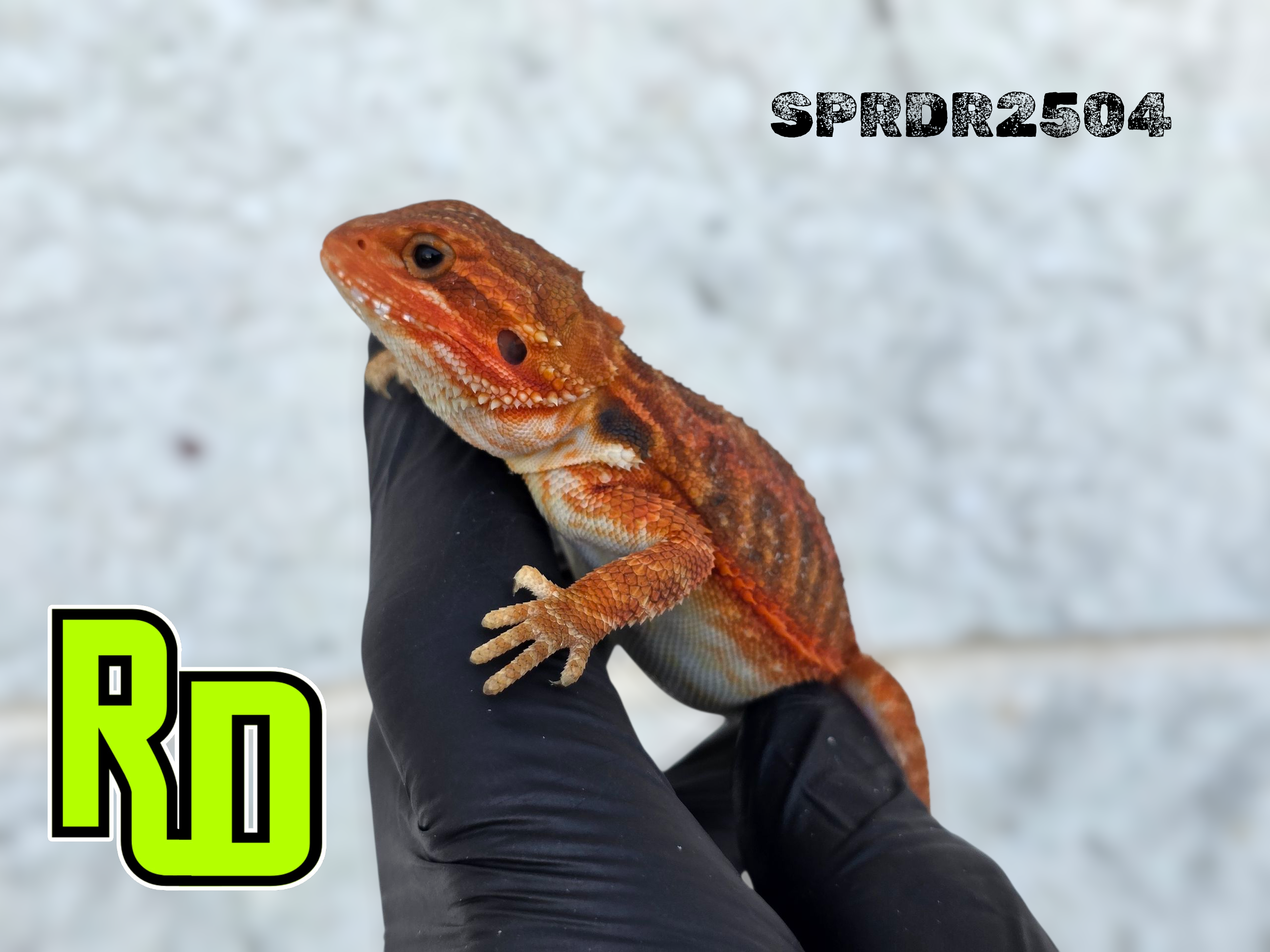 2025 Spain Red X RD Translucent Red Female - Reptile Deli Inc.