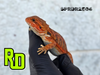 2025 Spain Red X RD Translucent Red Female - Reptile Deli Inc.