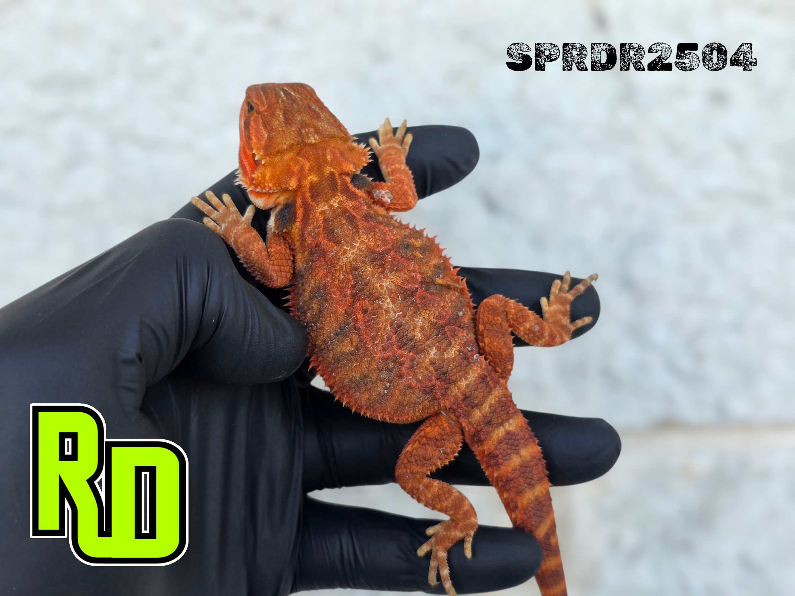 2025 Spain Red X RD Translucent Red Female - Reptile Deli Inc.