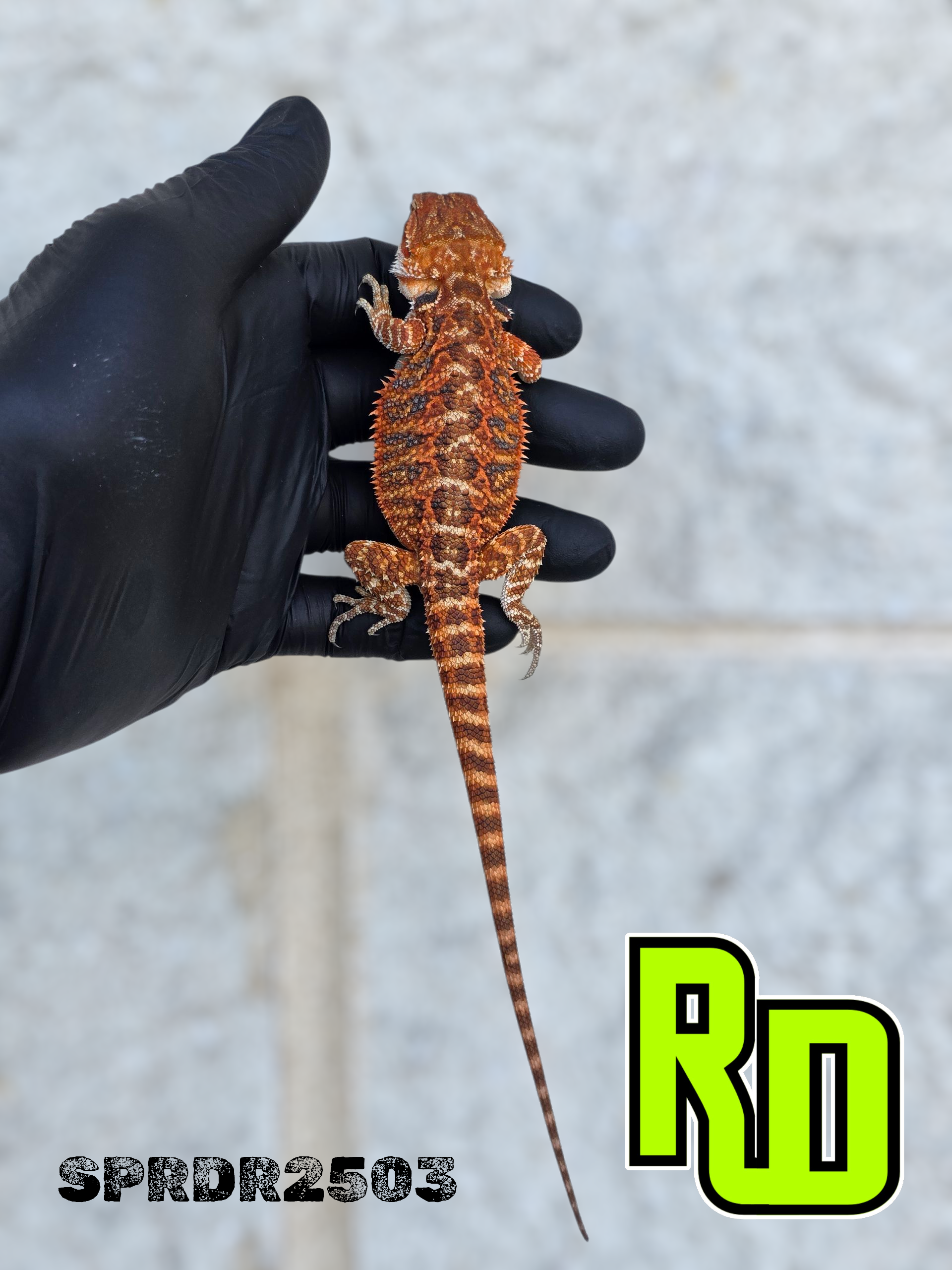 2025 Spain Red X RD Red Female - Reptile Deli Inc.