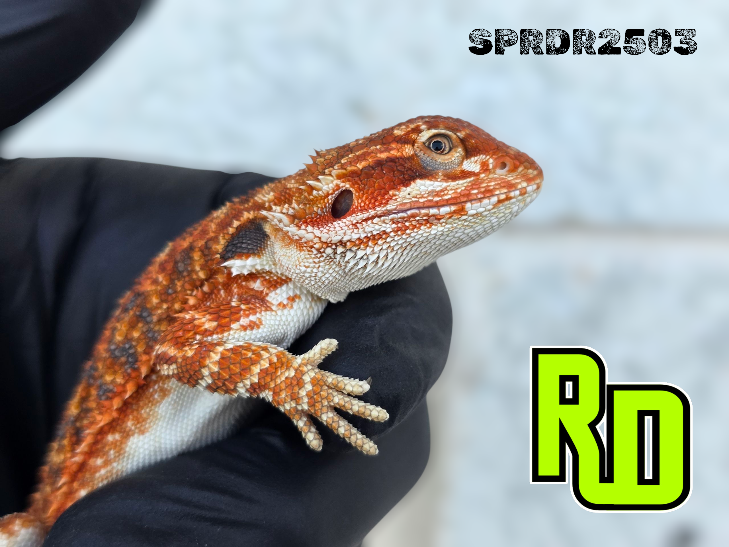2025 Spain Red X RD Red Female - Reptile Deli Inc.