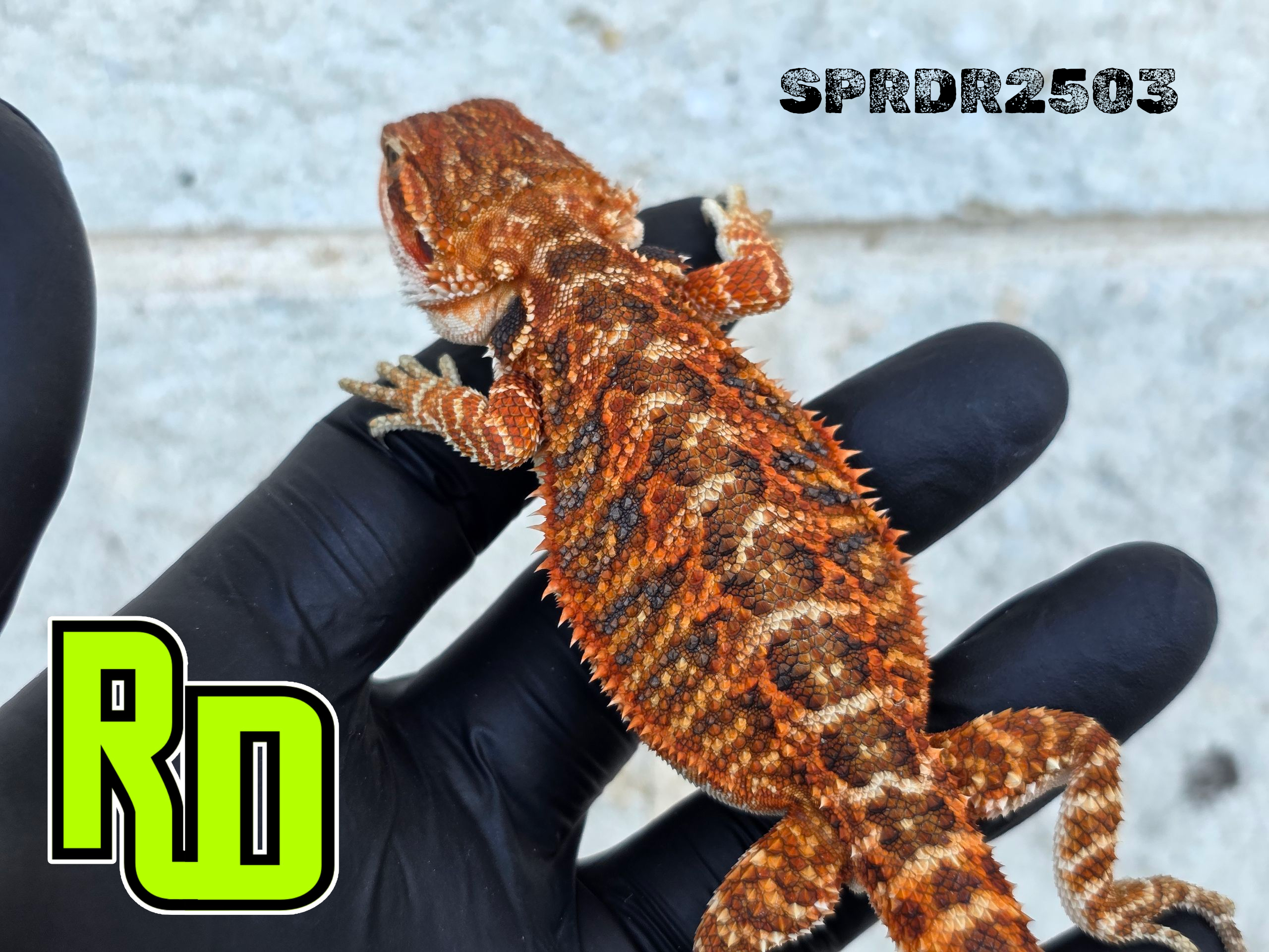 2025 Spain Red X RD Red Female - Reptile Deli Inc.