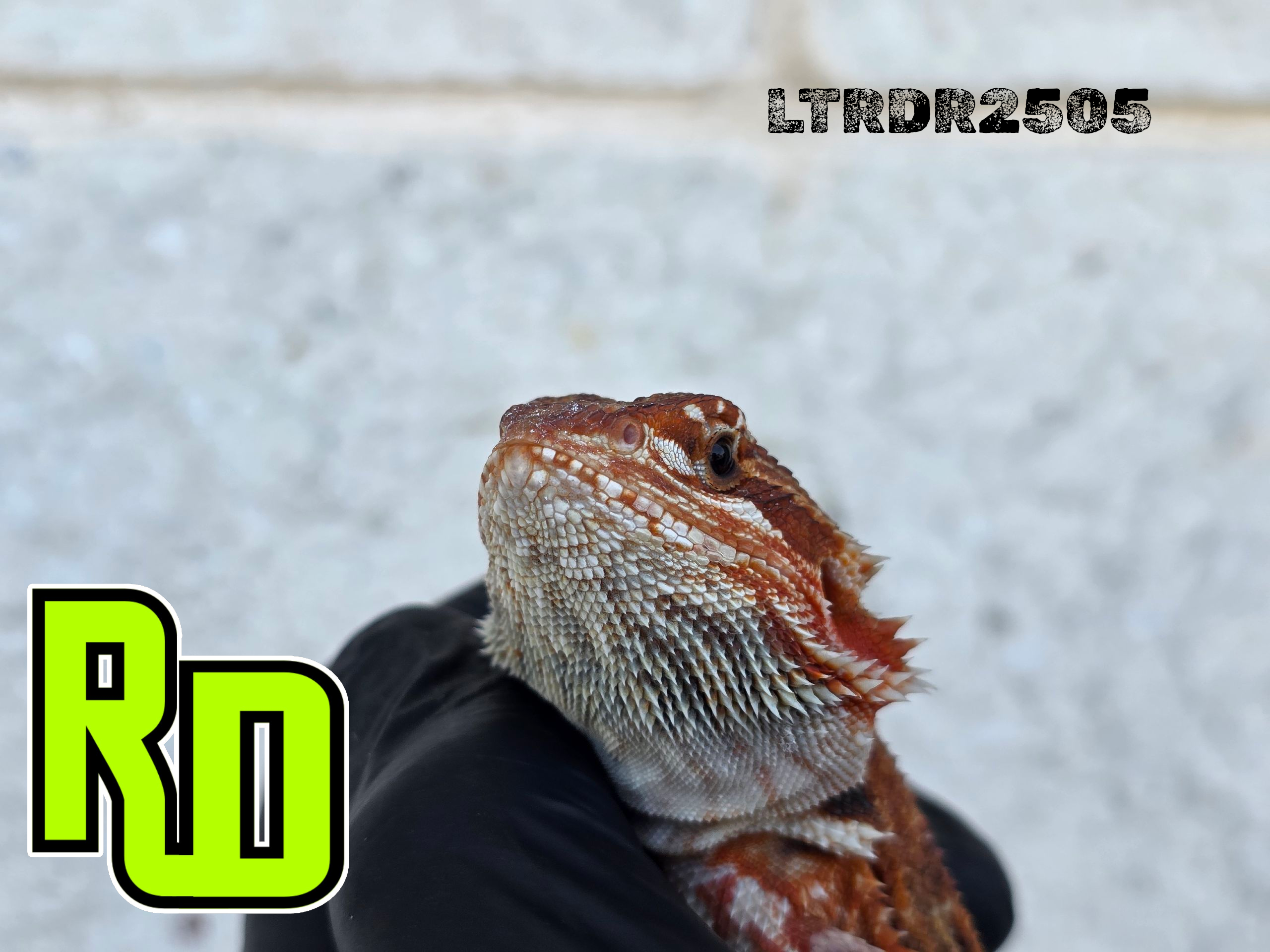 2025 RD Red Translucent Tiger Male - Reptile Deli Inc.