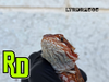 2025 RD Red Translucent Tiger Male - Reptile Deli Inc.