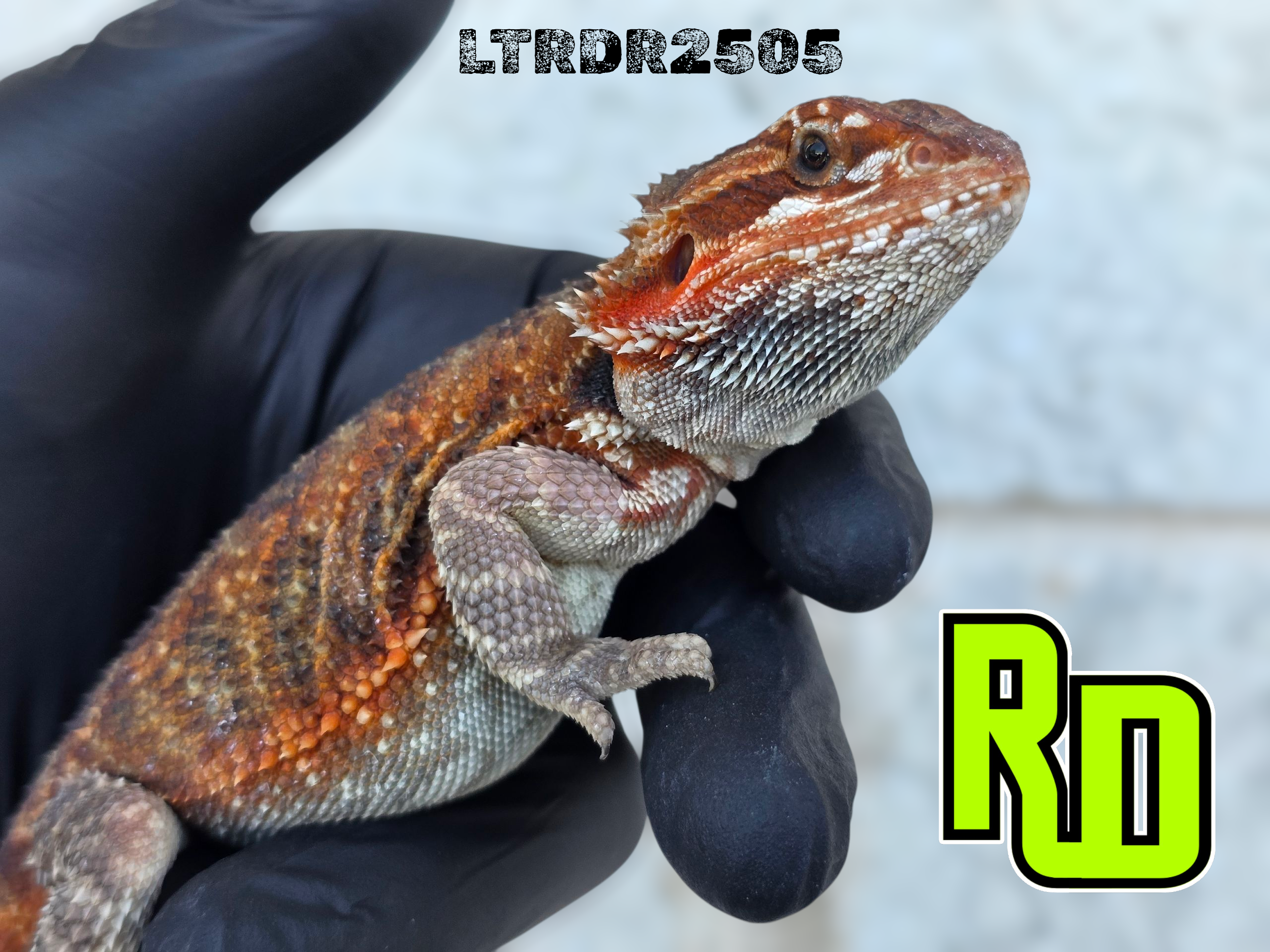 2025 RD Red Translucent Tiger Male - Reptile Deli Inc.