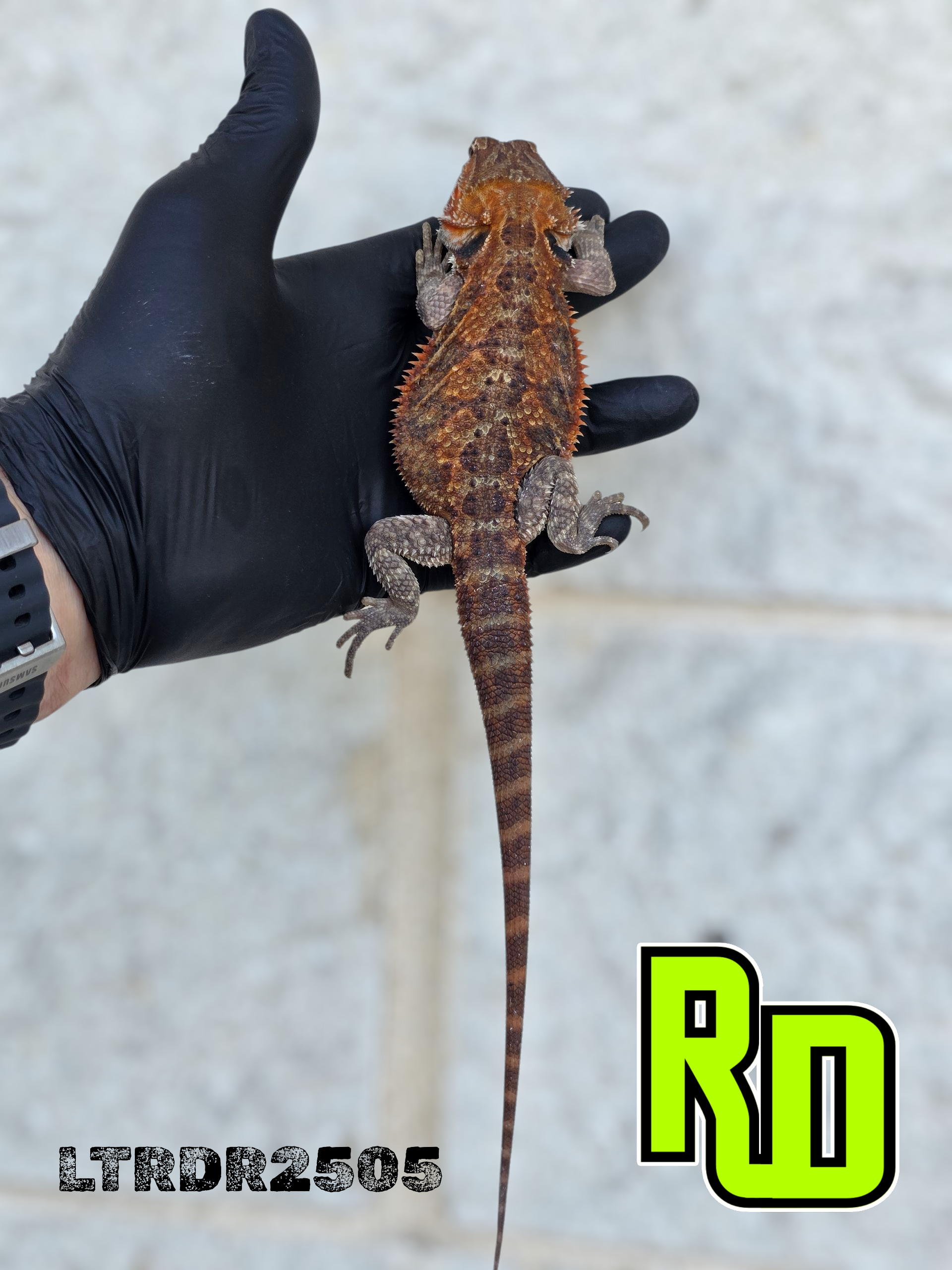 2025 RD Red Translucent Tiger Male - Reptile Deli Inc.