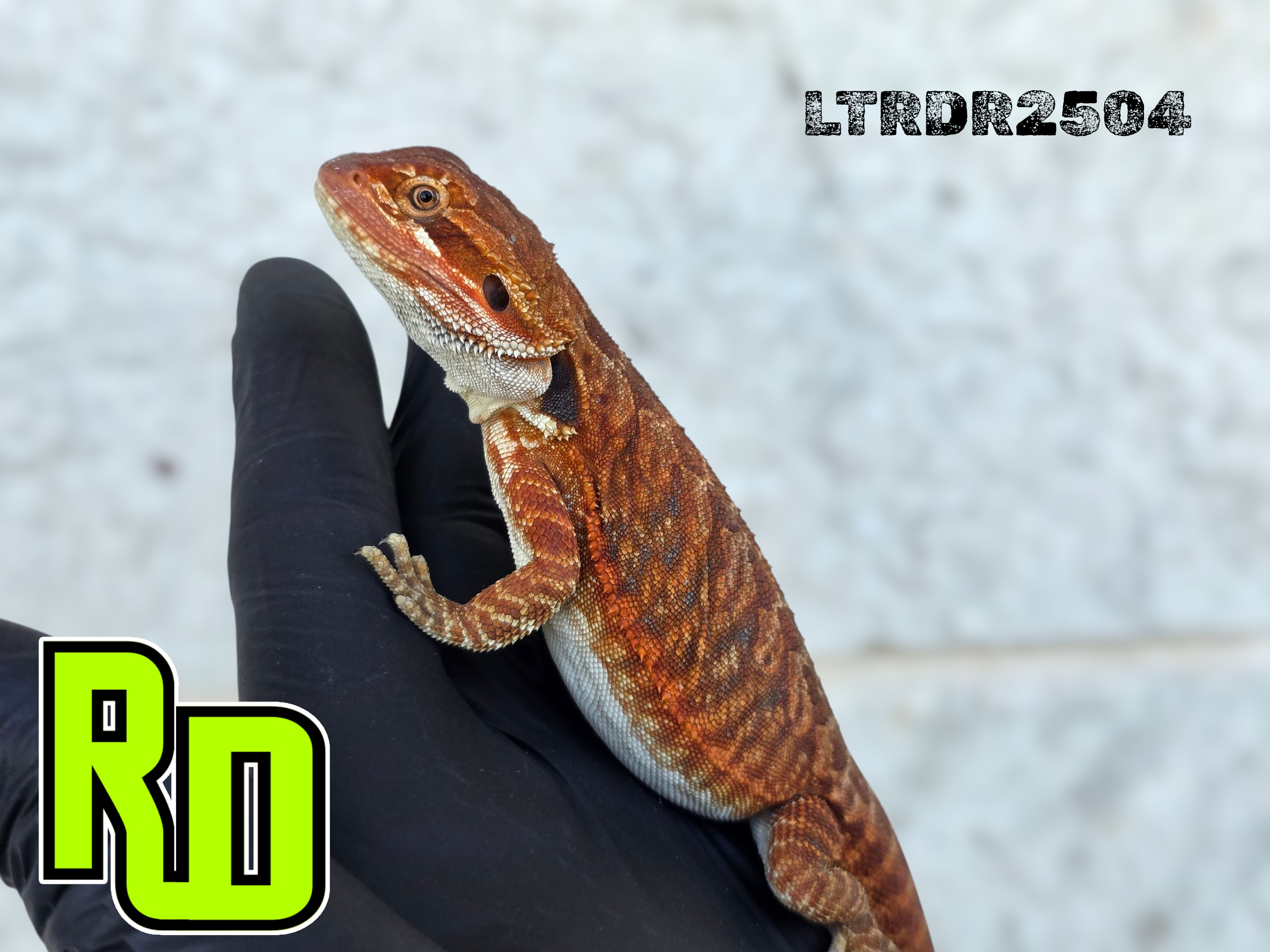 2025 RD Red Leather Tiger Male - Reptile Deli Inc.